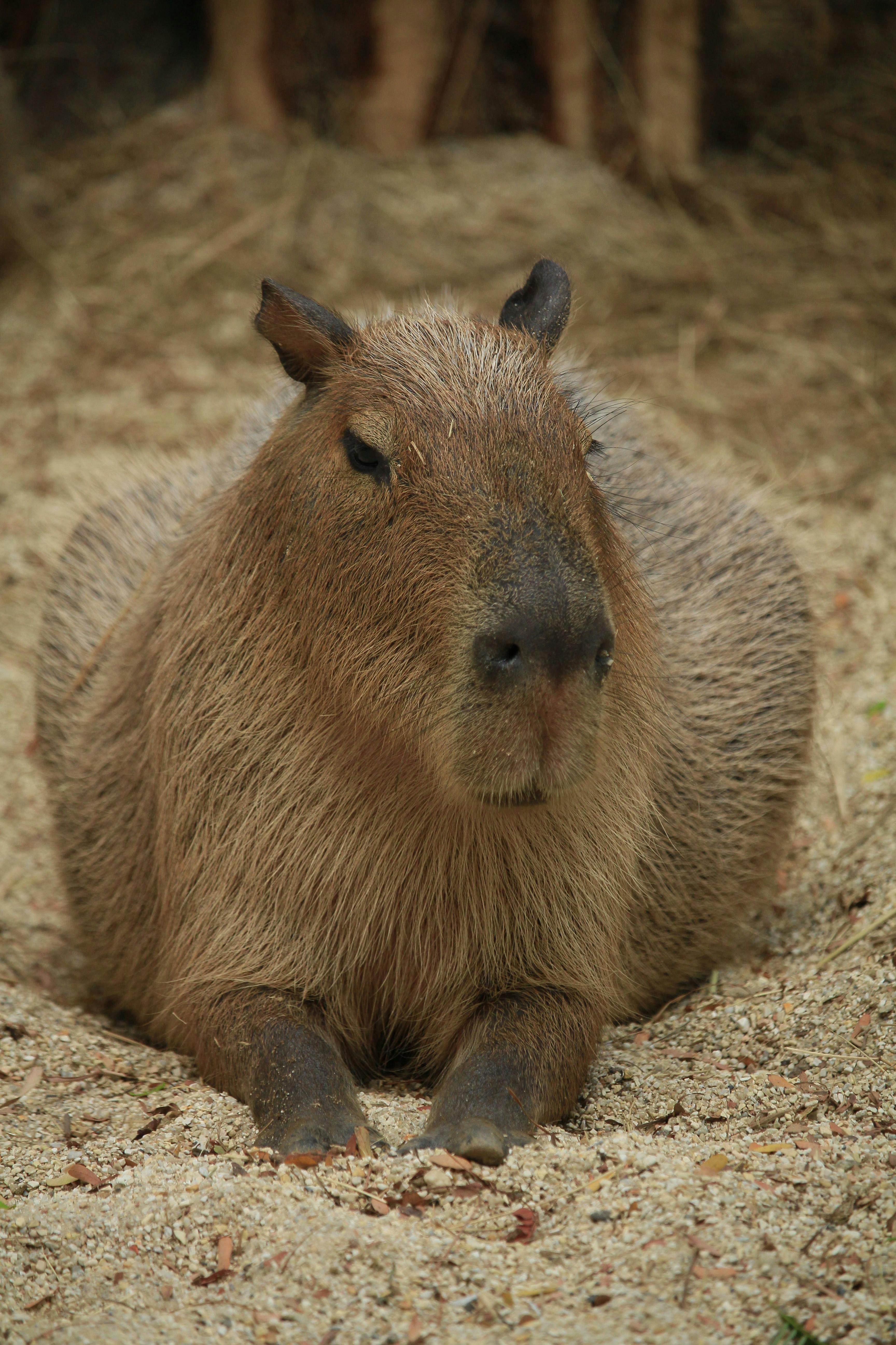 Close Up Of A Capybara · Free