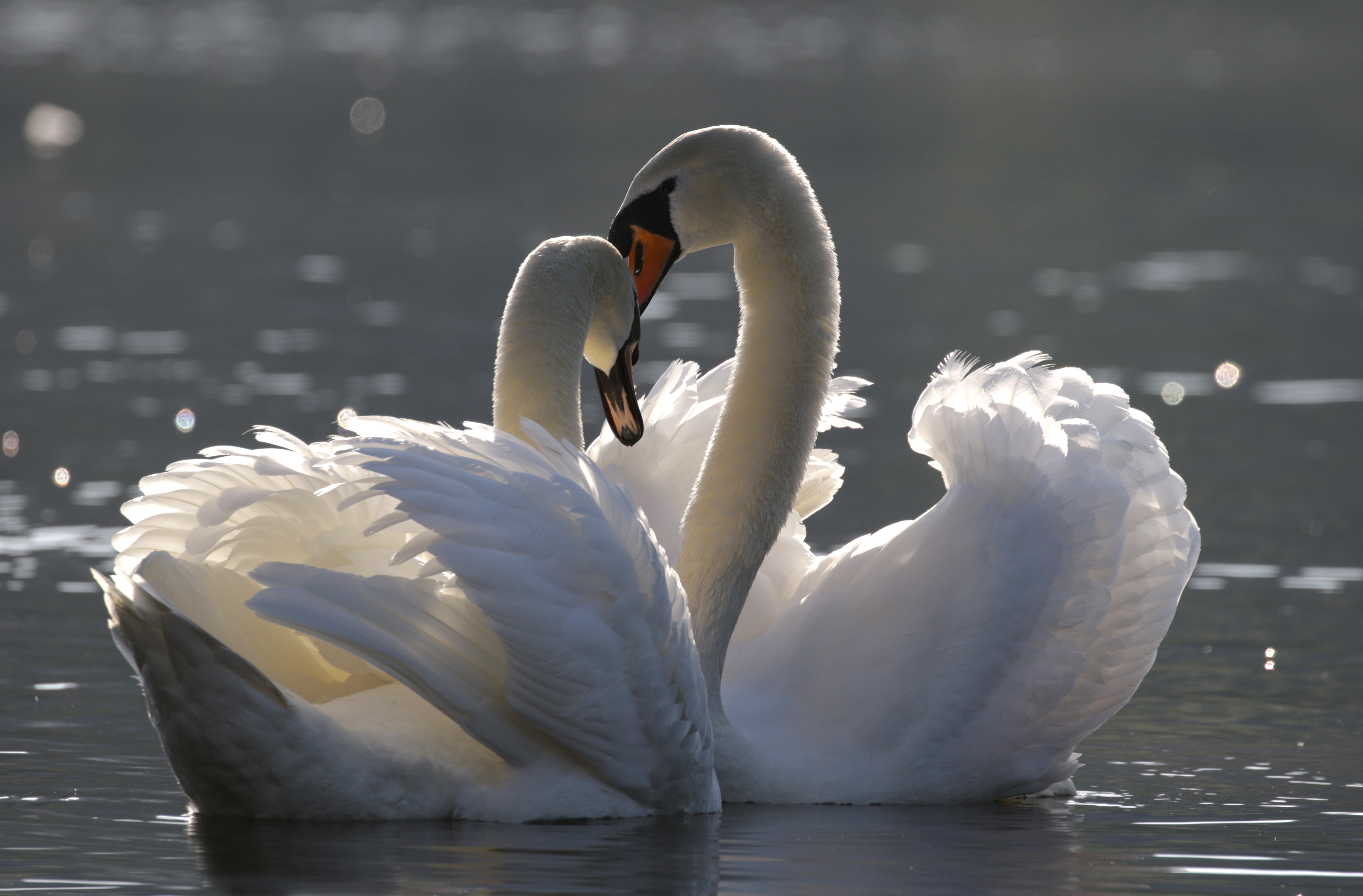 Animal Swan 4k Ultra HD Wallpaper