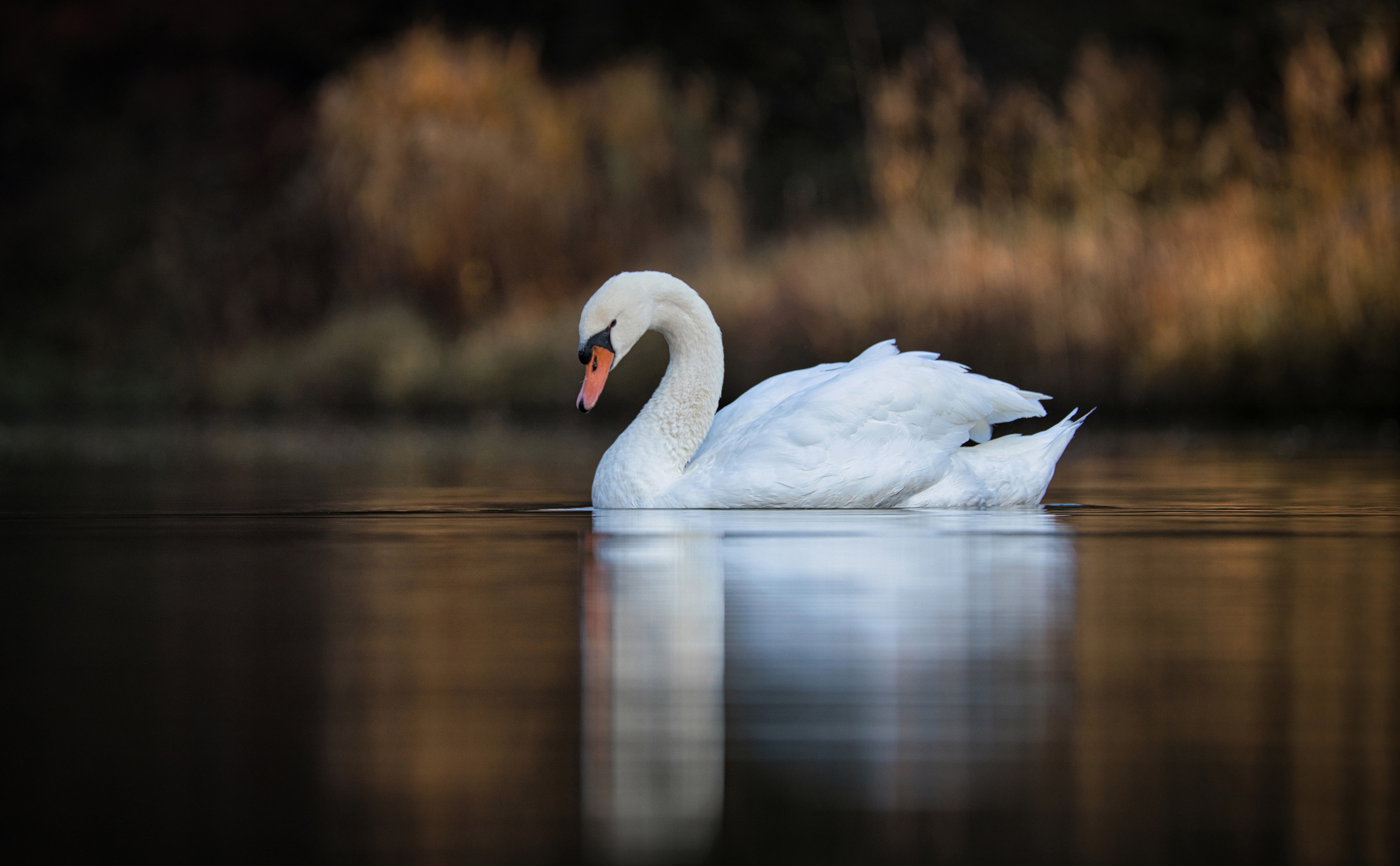 Animal Mute swan 4k Ultra HD Wallpaper