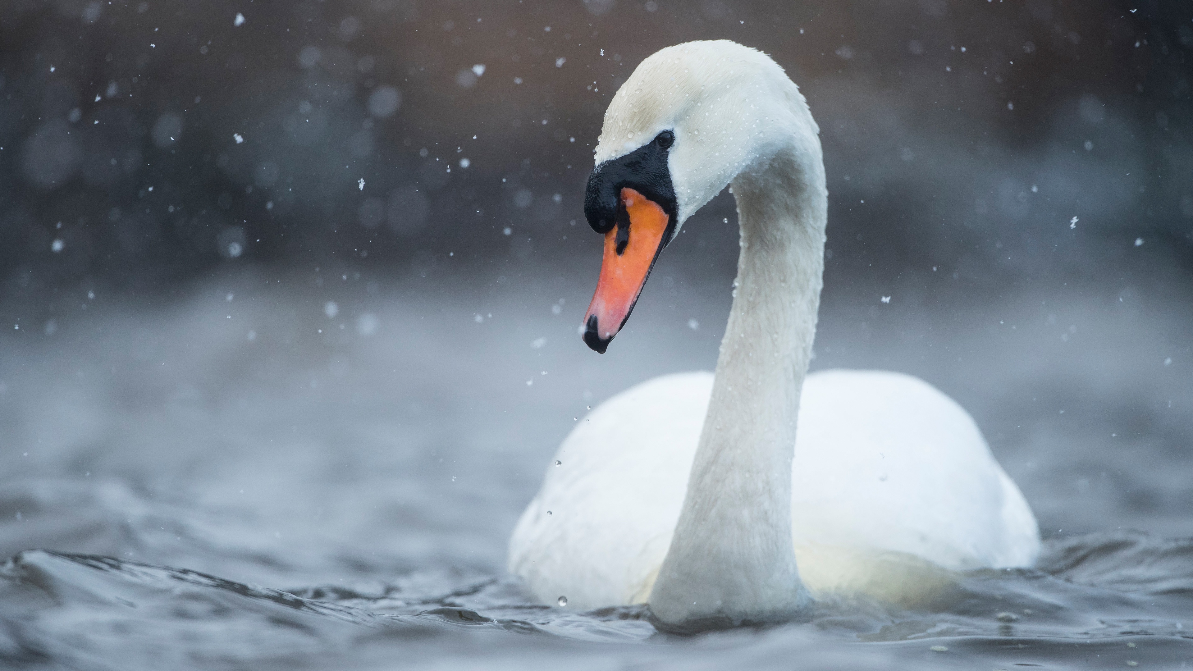 Animal Mute swan 4k Ultra HD Wallpaper