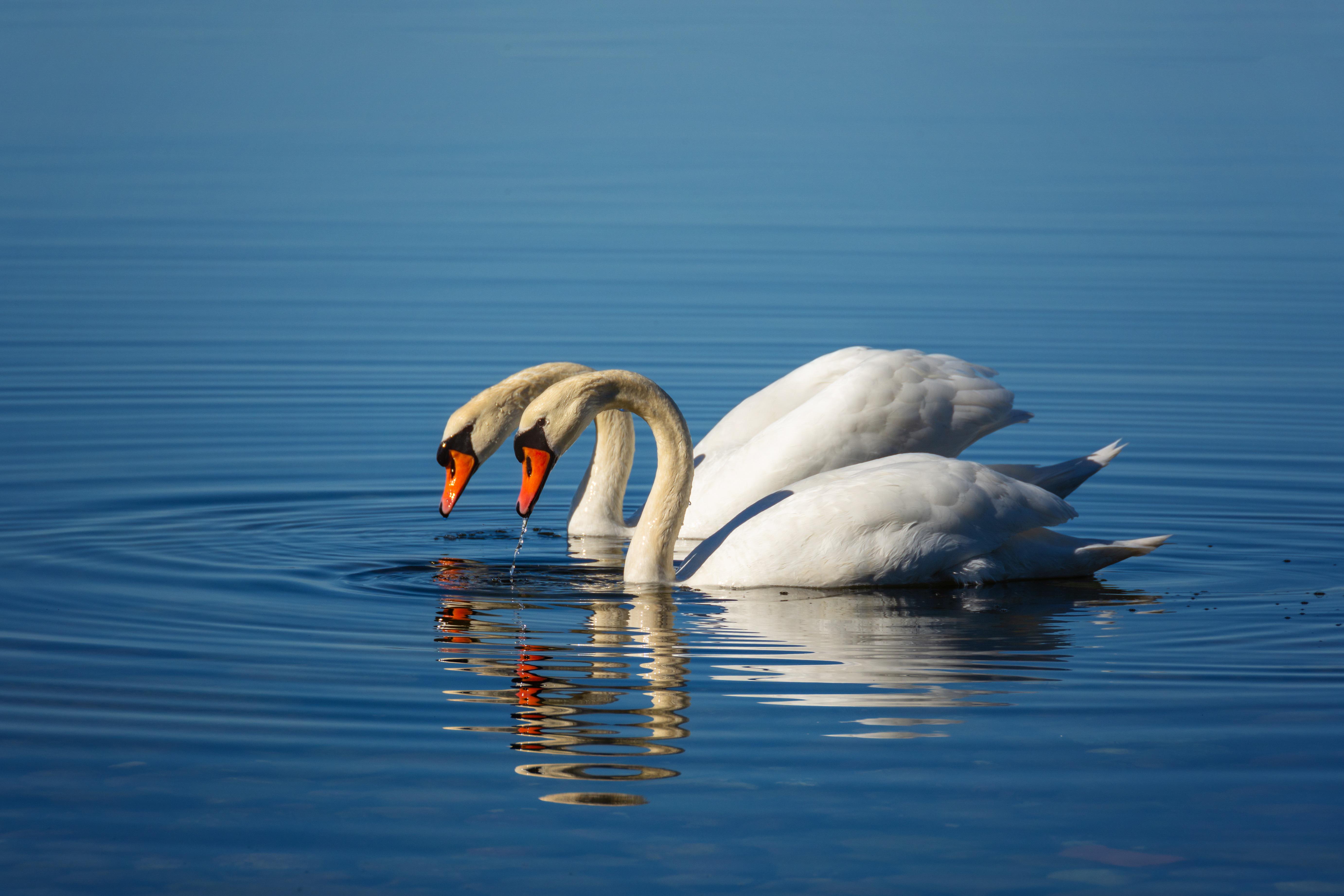 Animal Swan 4k Ultra HD Wallpaper