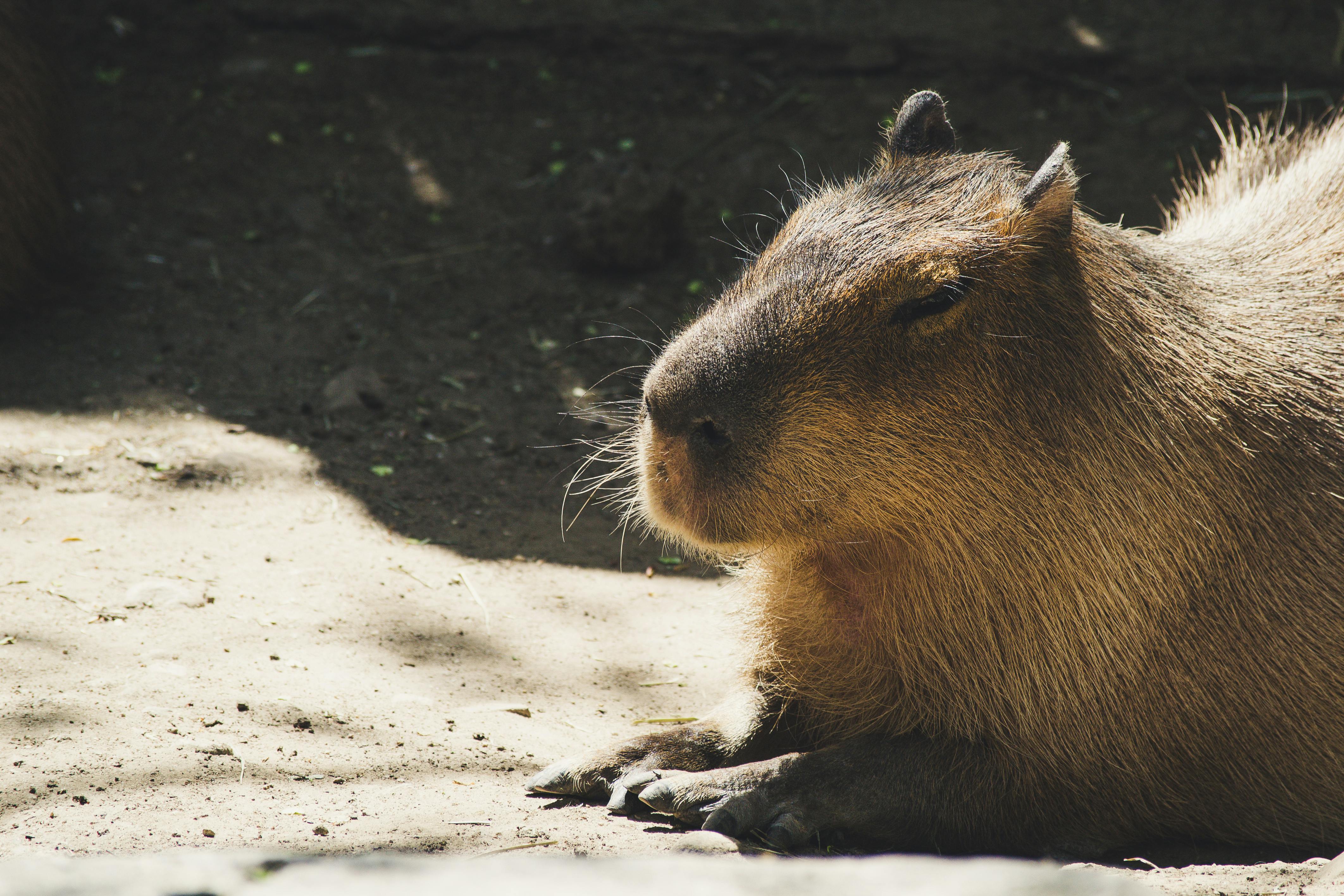 Capybara Photo, Download The BEST Free