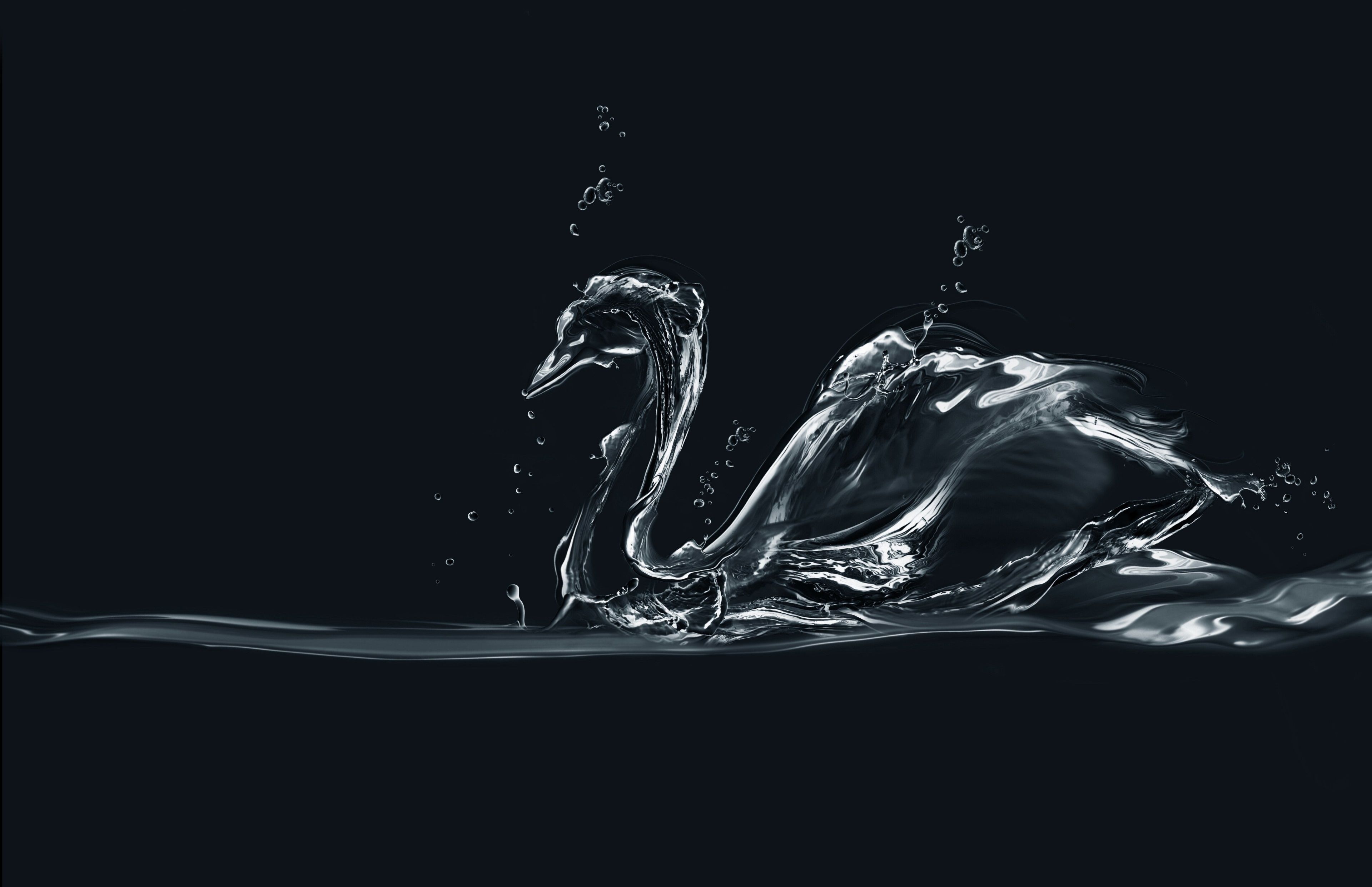 swan 4k wallpaper download HD