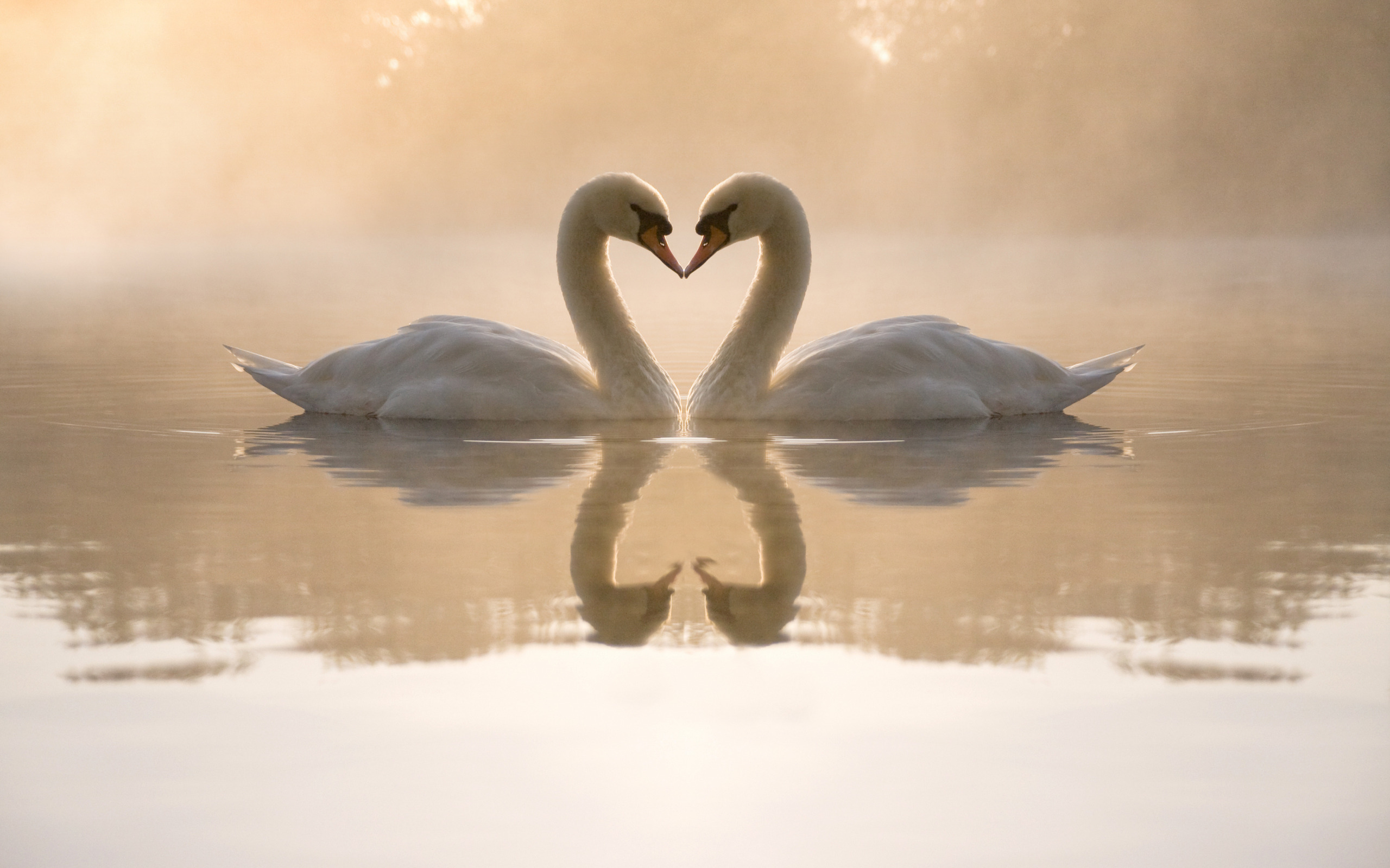 Mute Swan wallpaper for mobile phone