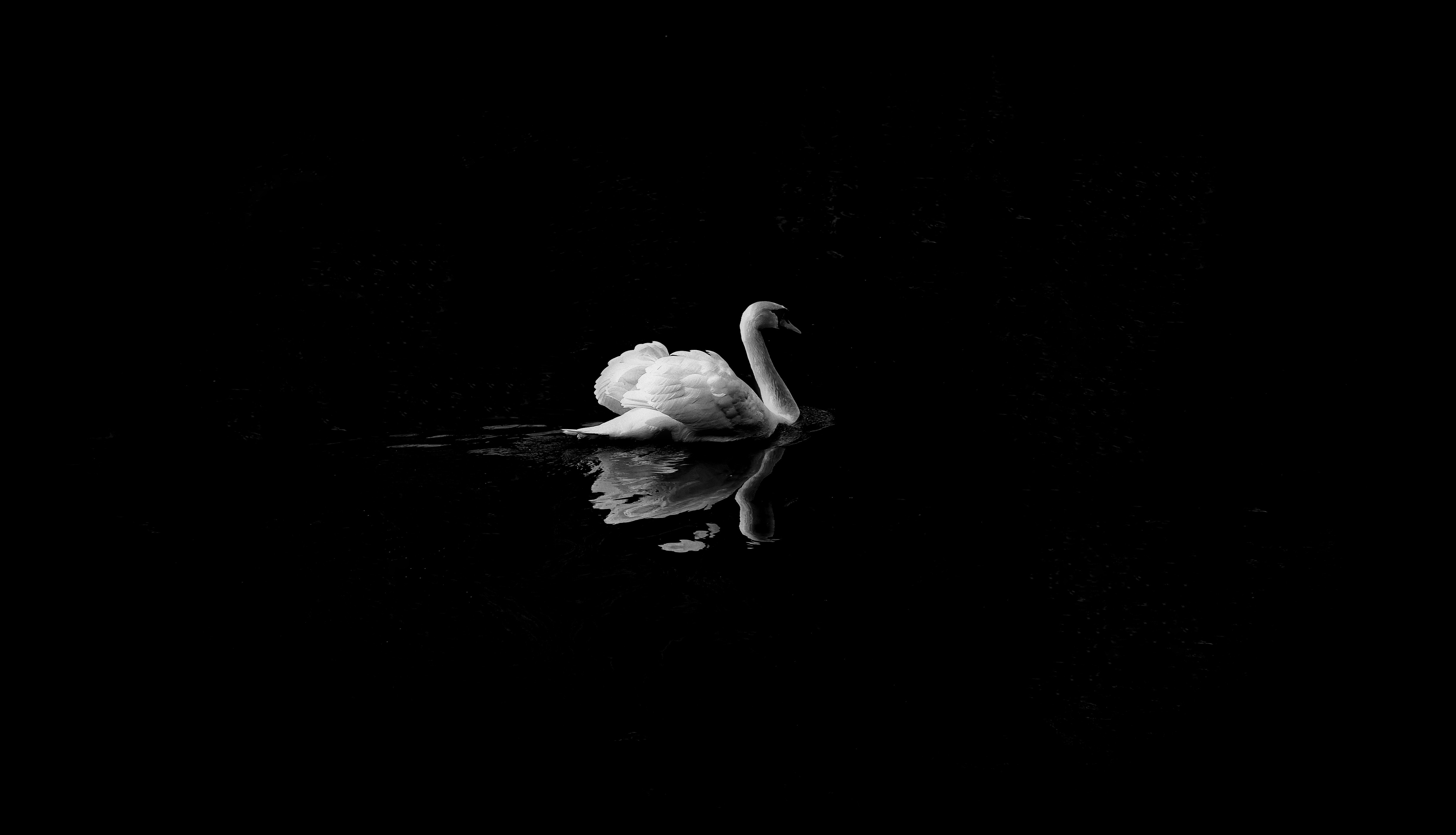 Swan Monochrome 4k Wallpaper, HD Birds