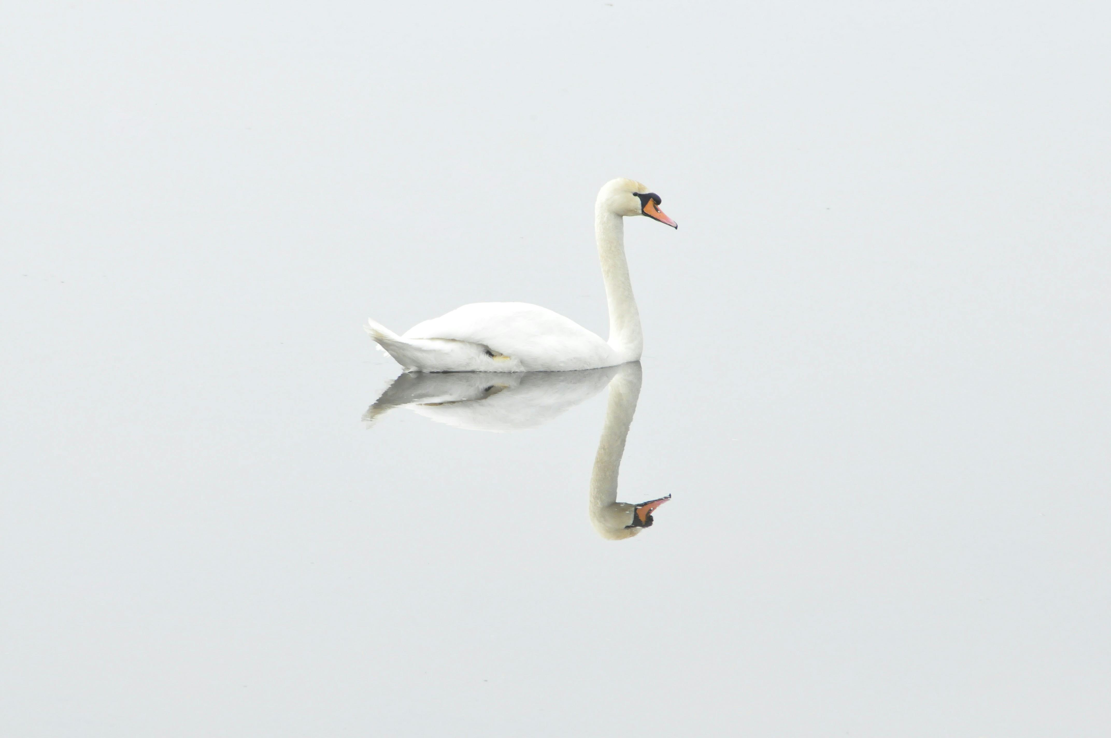 Free Swan & HD Image