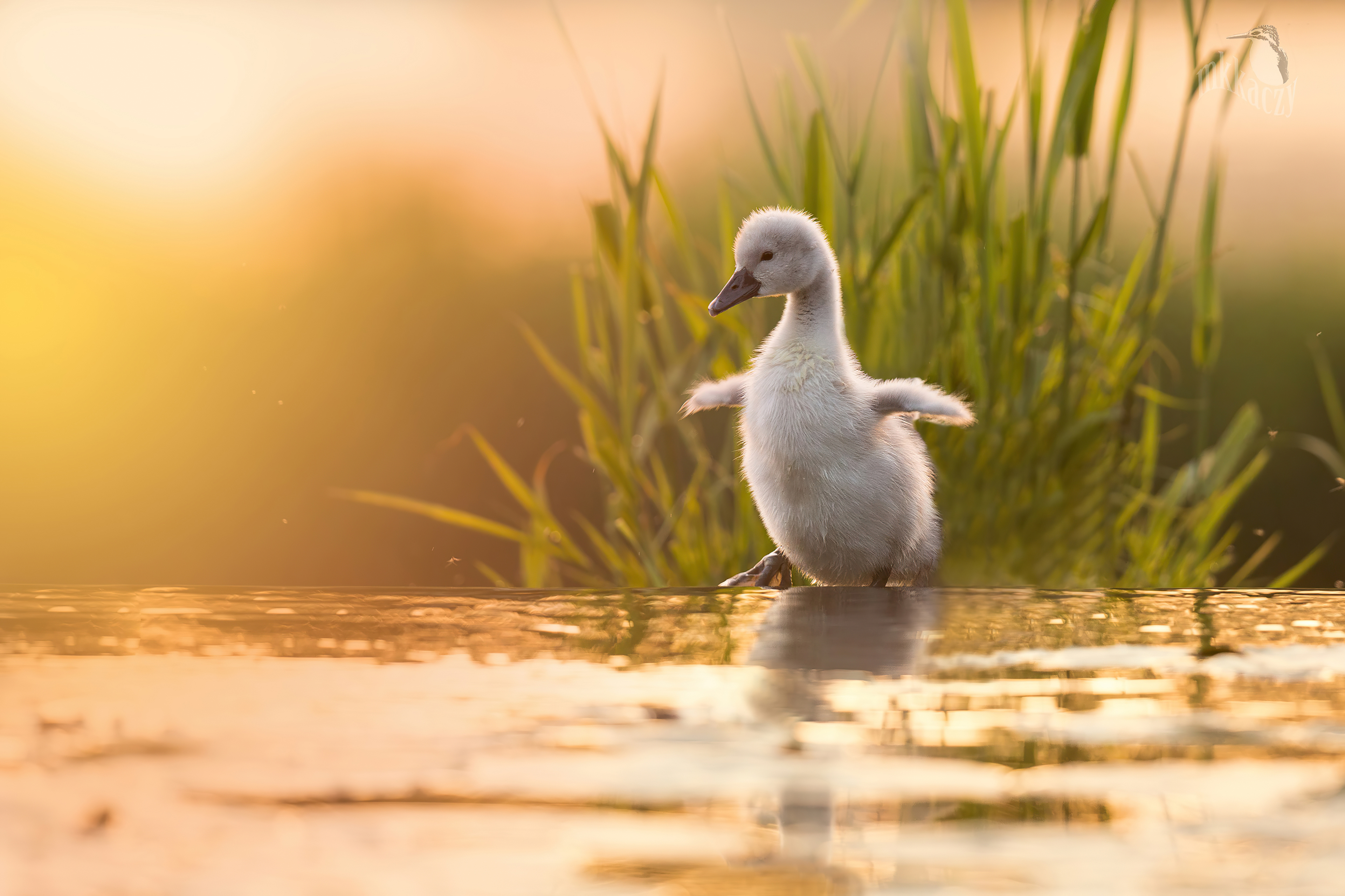Baby Swan 4k Wallpaper, HD Birds