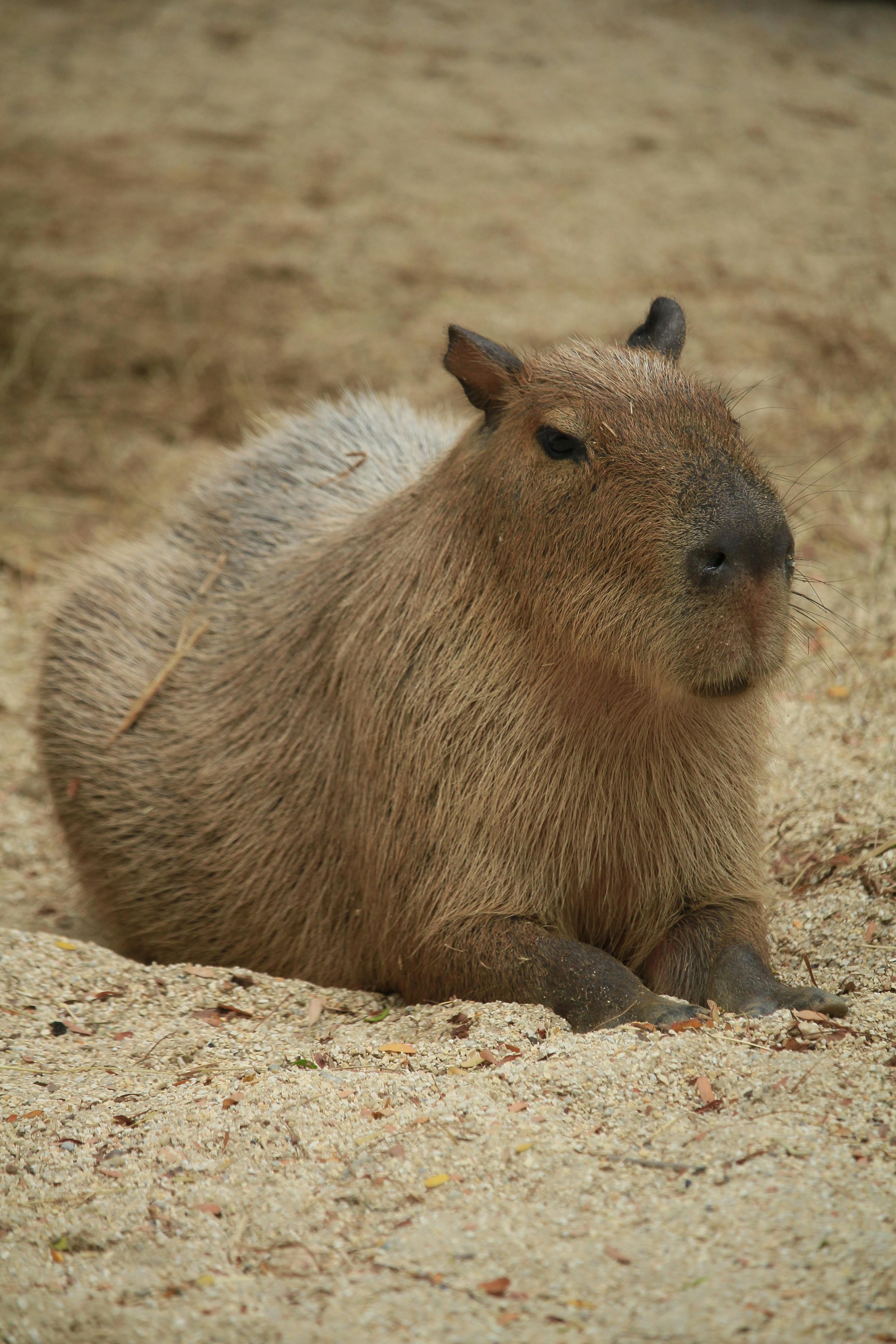 Capybara Photo, Download The BEST Free