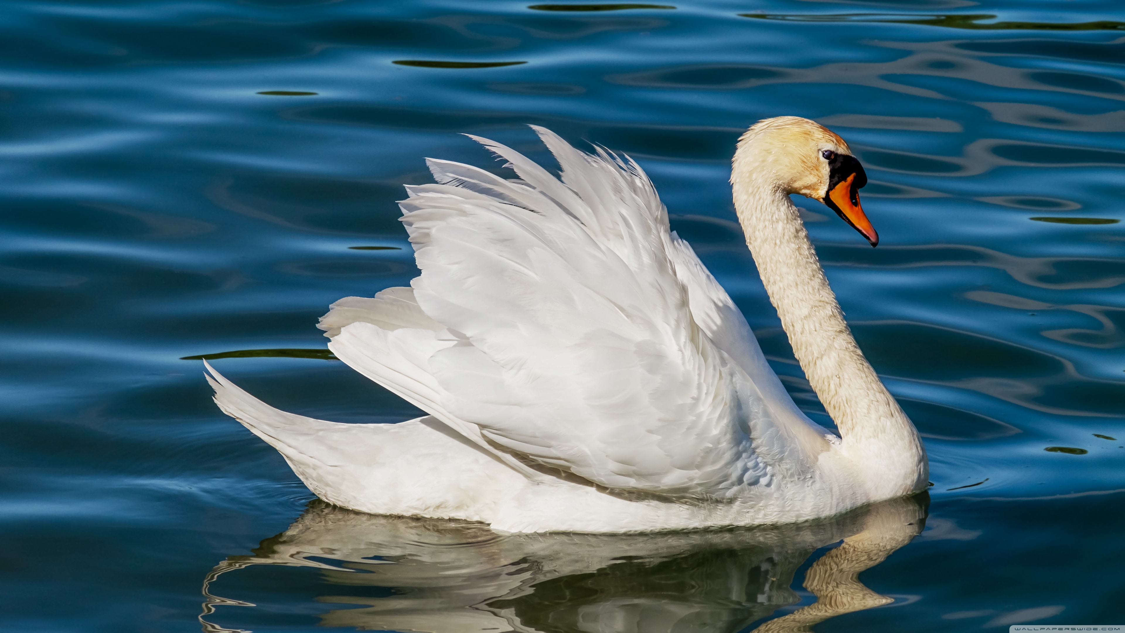 White Swan Lake Ultra HD Desktop