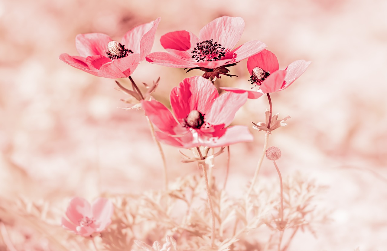 Pink Flowers photo