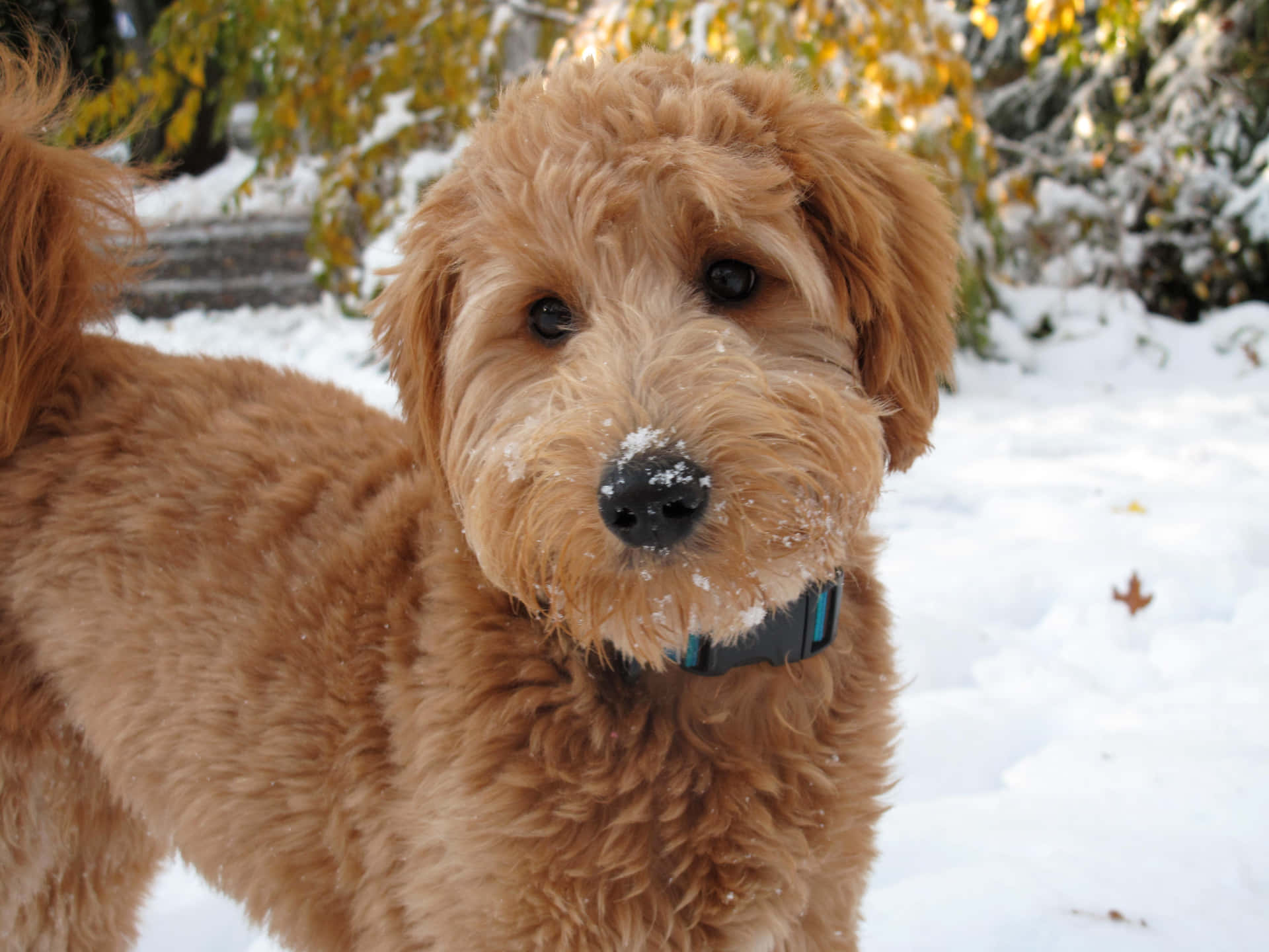 Goldendoodle Picture