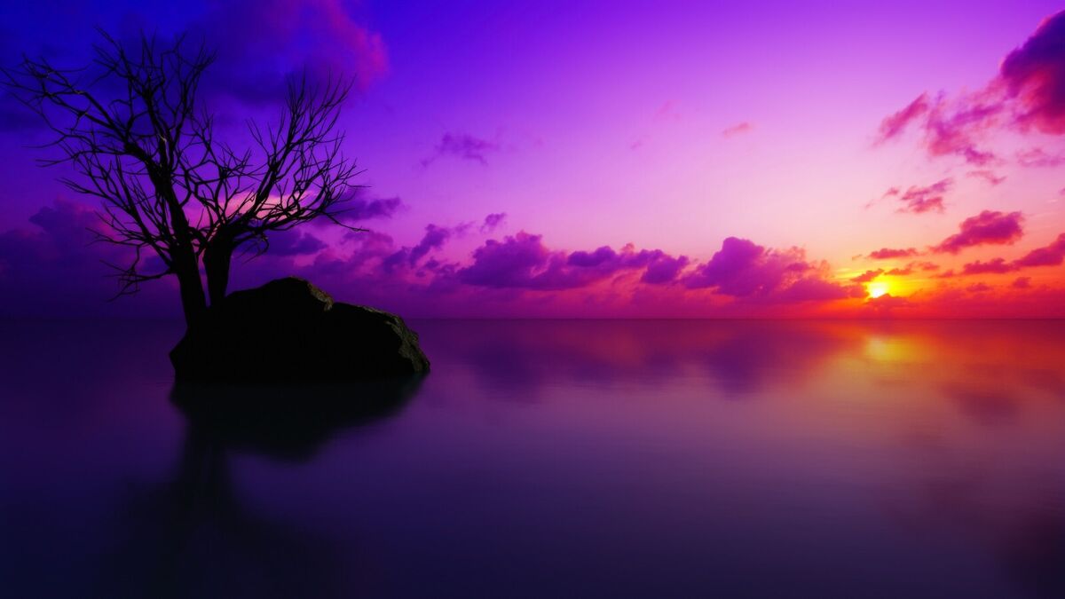 Purple Warm Sunset Black Tree Rock