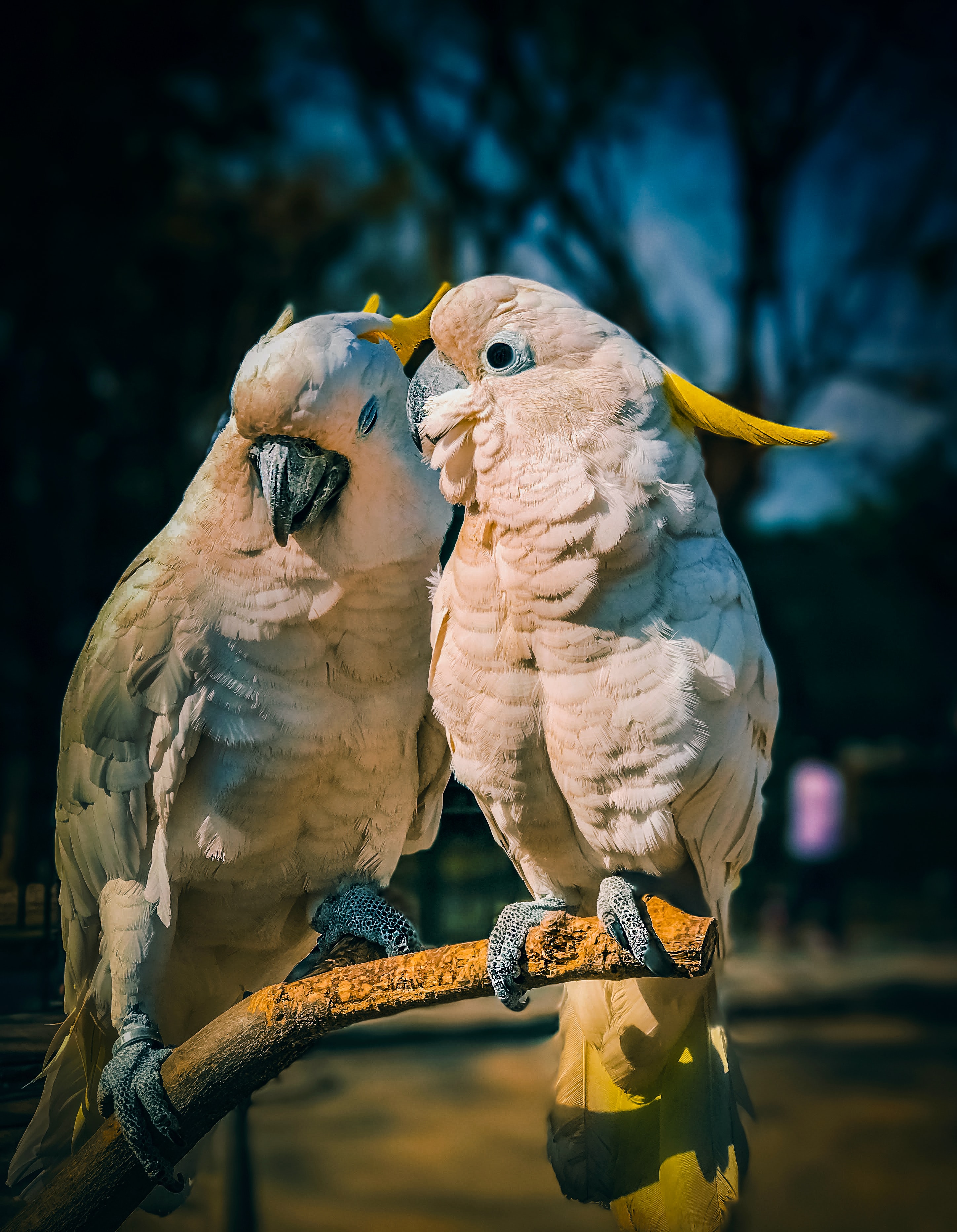 Birds, Parrots, Love, Animals, Cockatoo