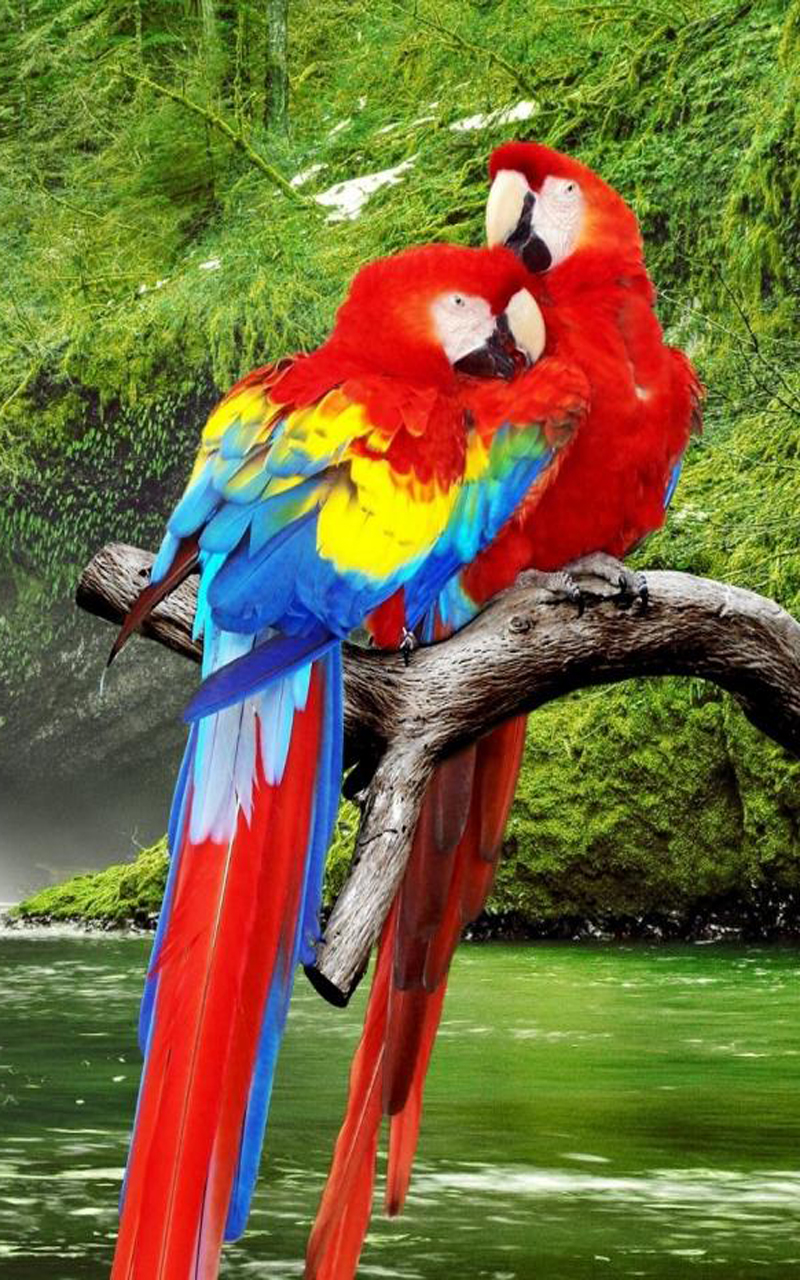 Parrot HD Wallpaper:Amazon.com