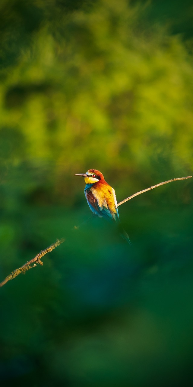Little Bee Eater Bird Nature