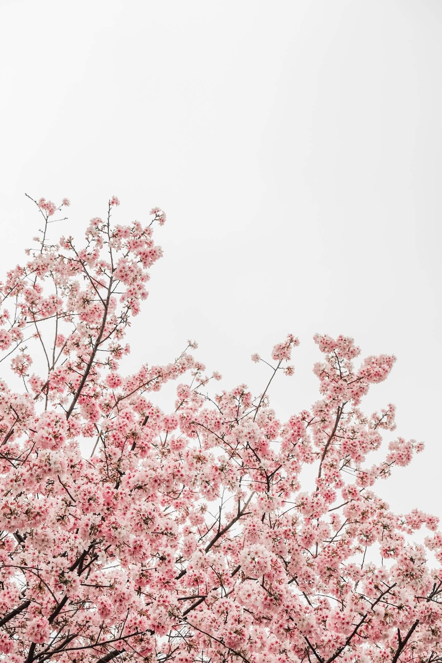 Spring Wallpaper Downloads For Your iPhone