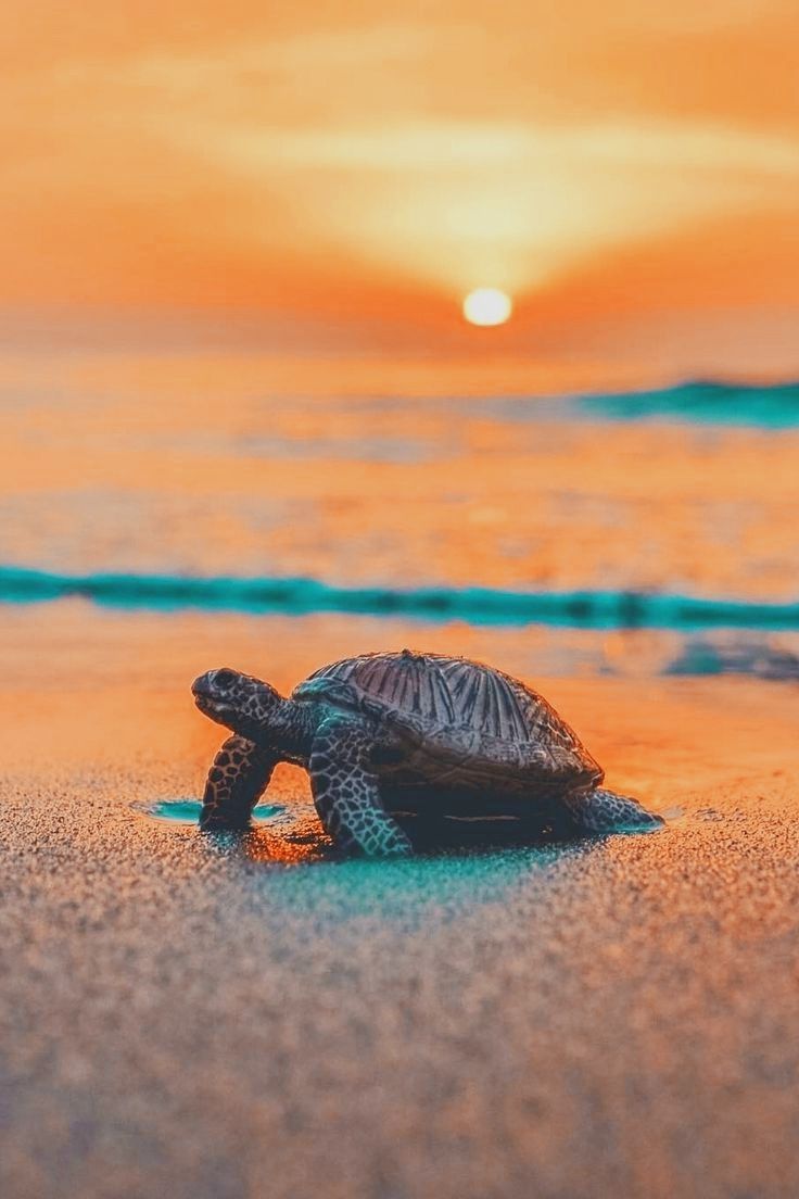 Turtle Beach Wallpaper. Cute baby