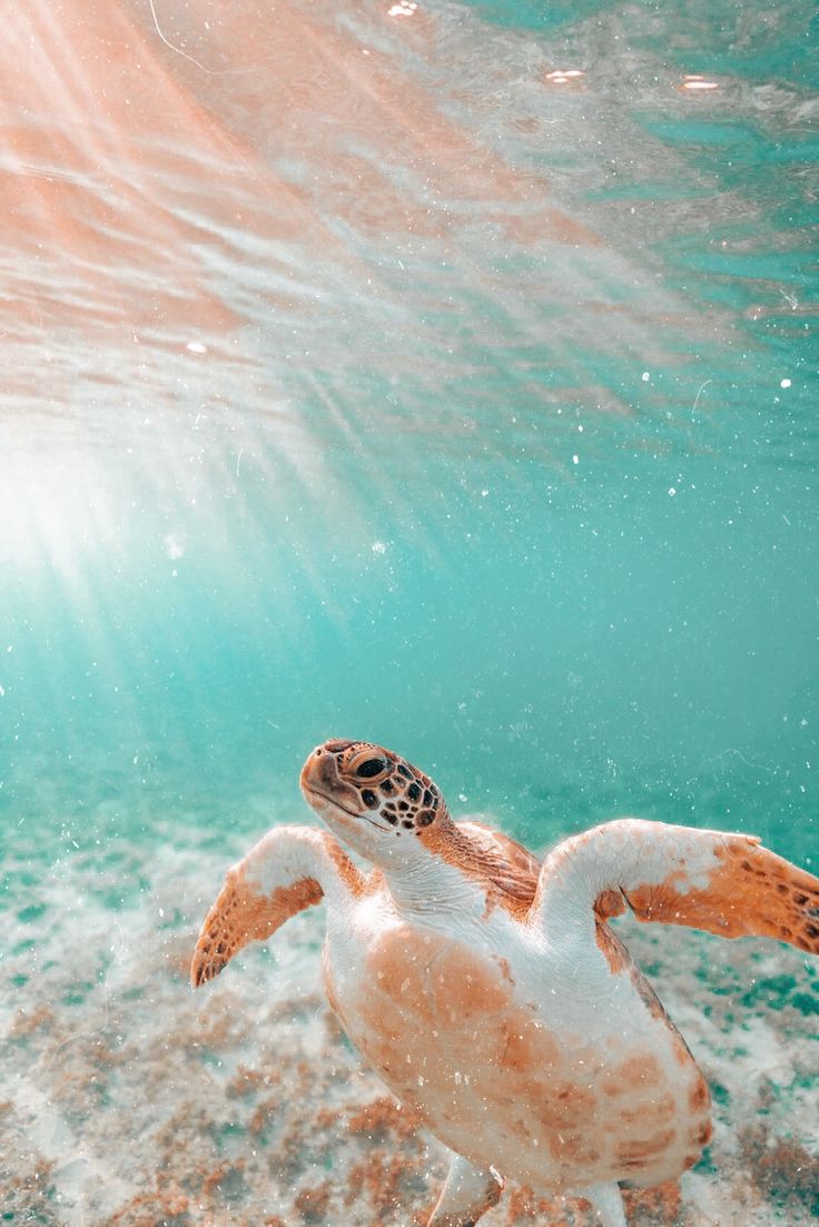 Cute summer wallpaper