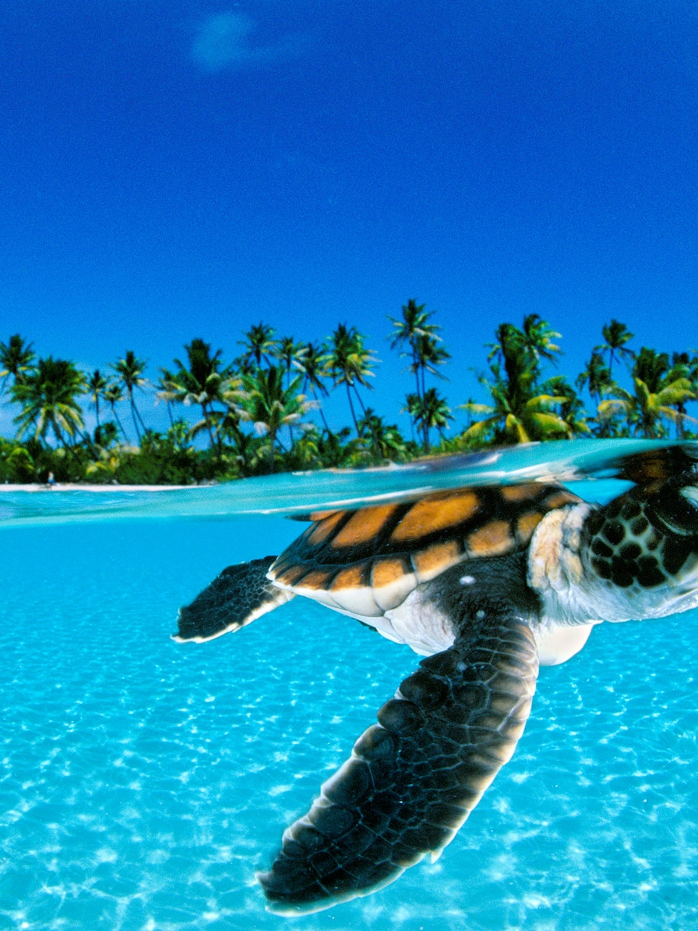Why Life Is So Tough for Sea Turtles
