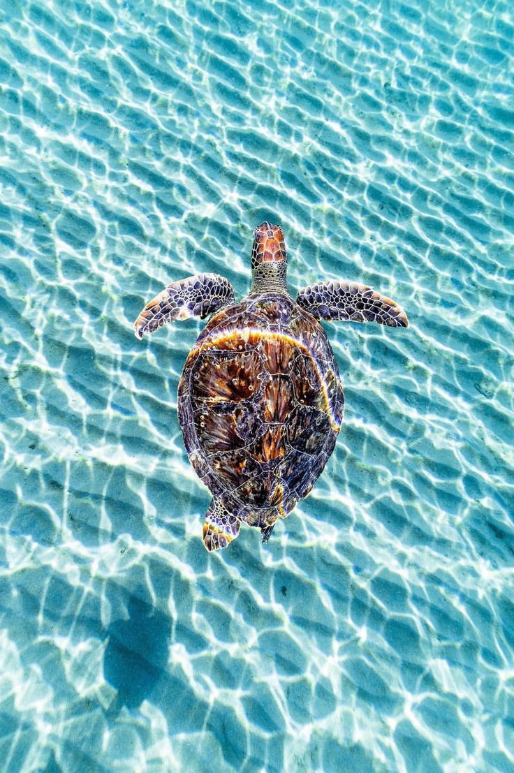 Sea turtle picture, Cute animal photo