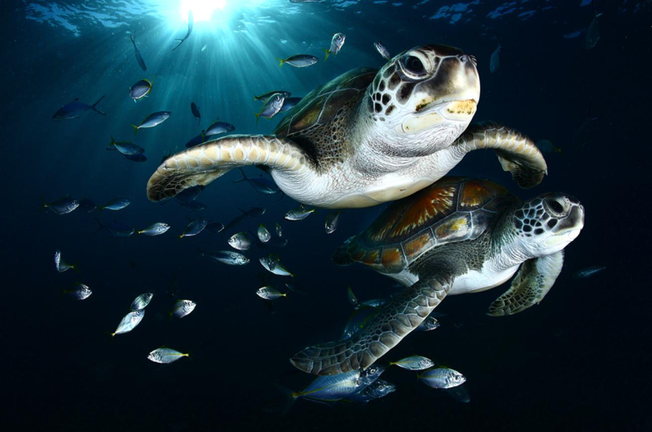 Sea Turtle Photo Gallery