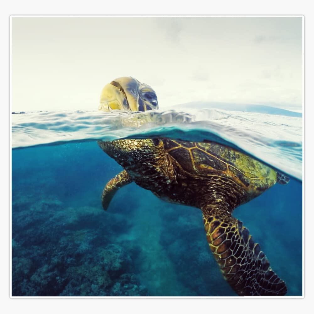 Marine turtle swimming