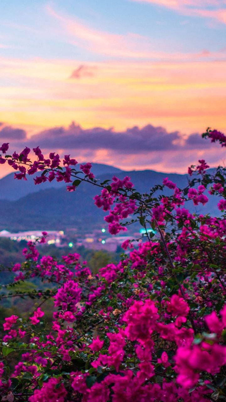 Download Nature Phone Purple Flowers Sunset Wallpaper