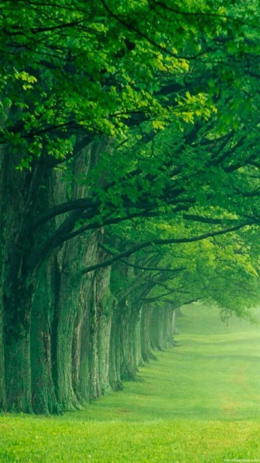 Trees In The Background Wallpaper