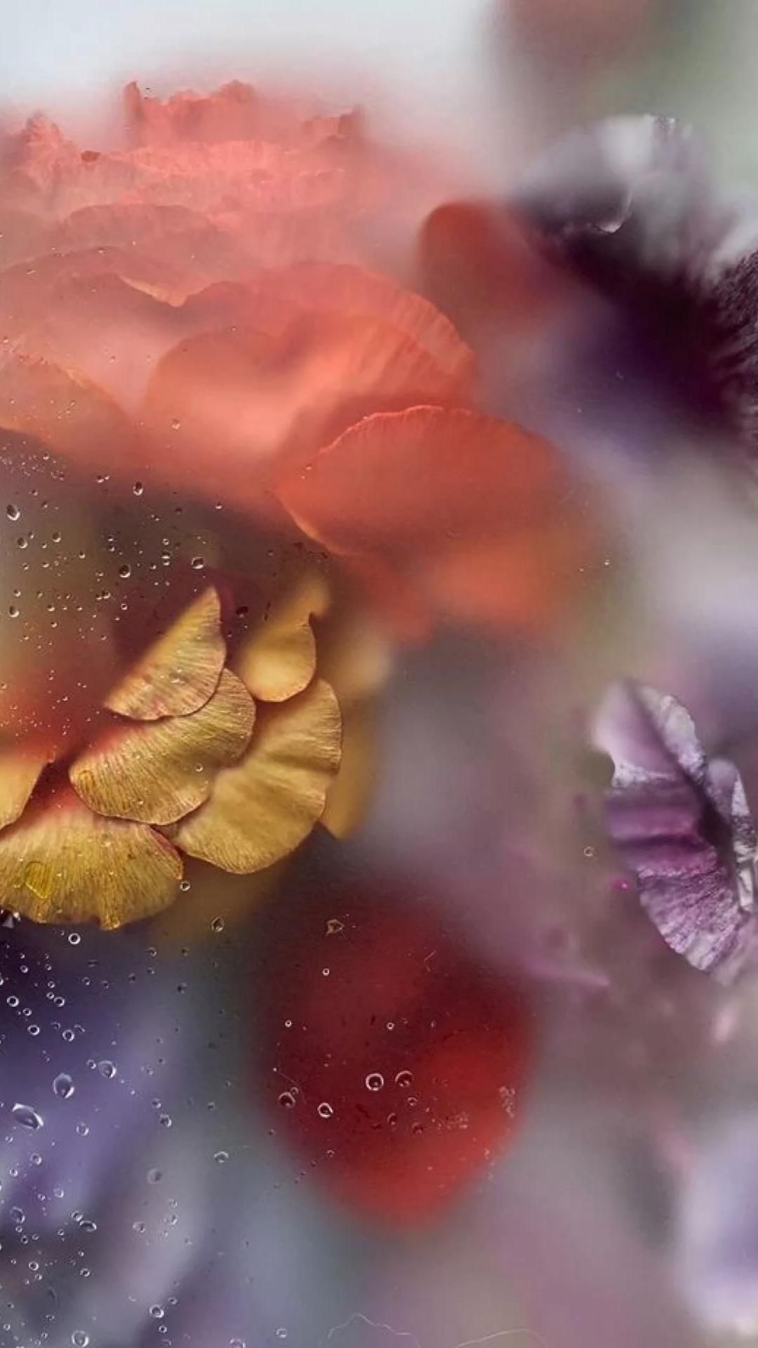Beautiful Wet Flowers Wallpaper