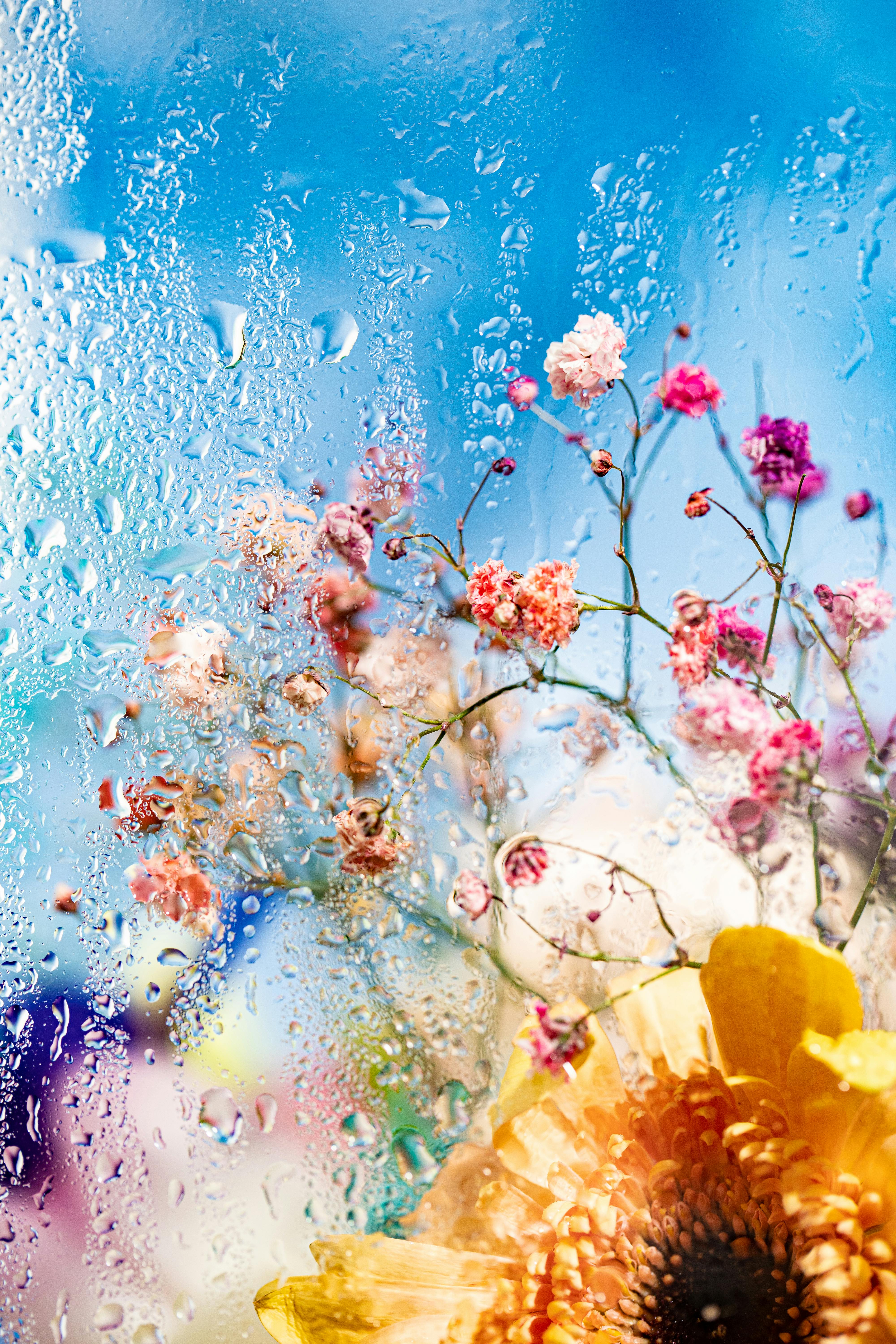 Wet Flowers Photo, Download The BEST