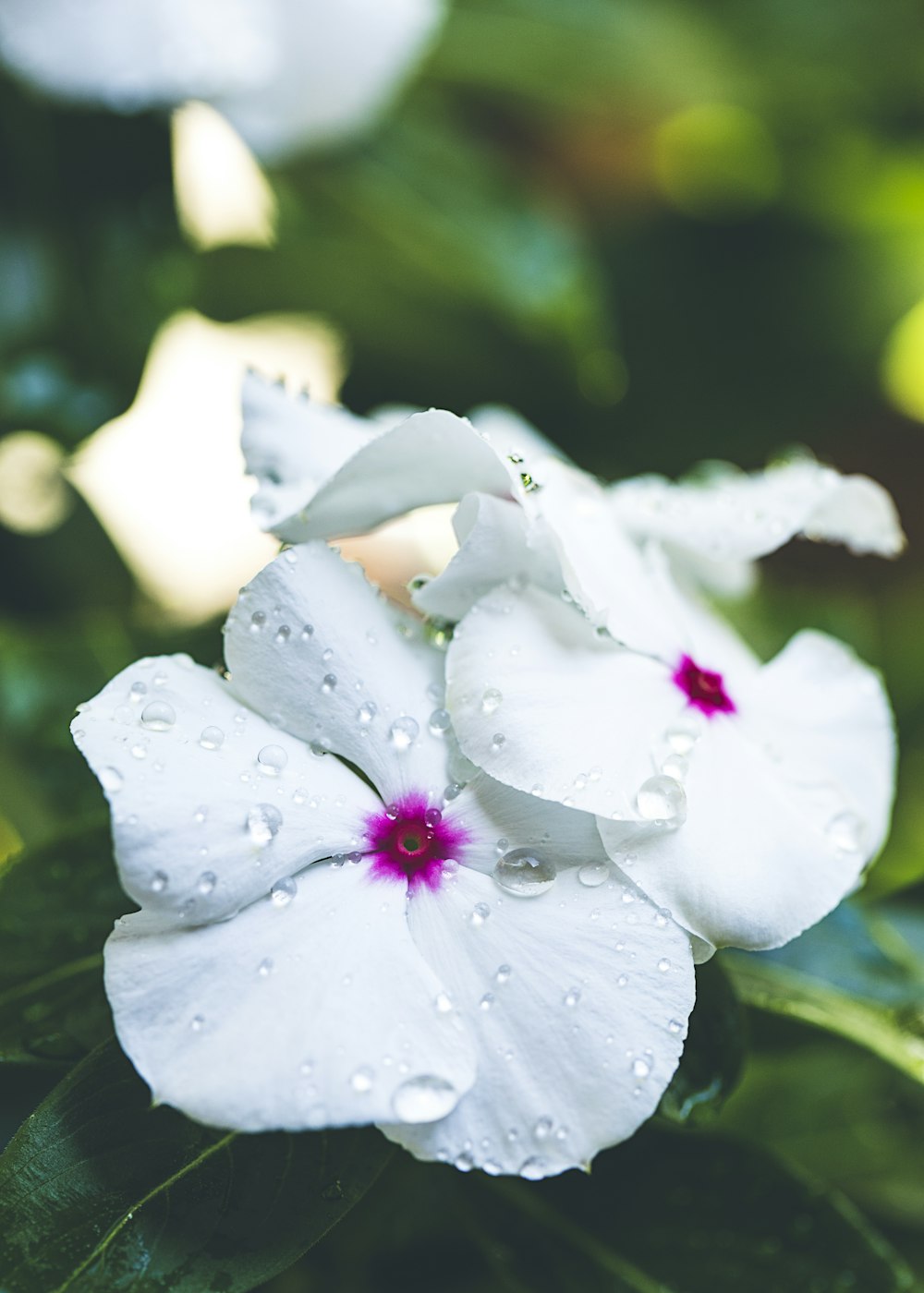 Wet Flower Picture. Download Free