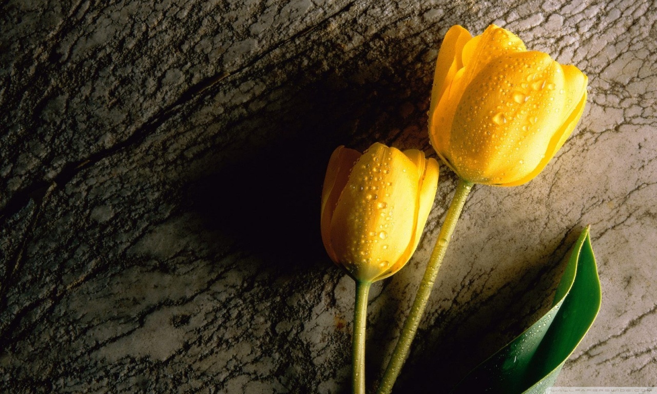 Two Wet Yellow Flower Ultra HD Desktop
