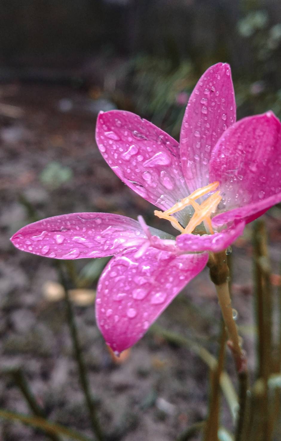 Wet Flower