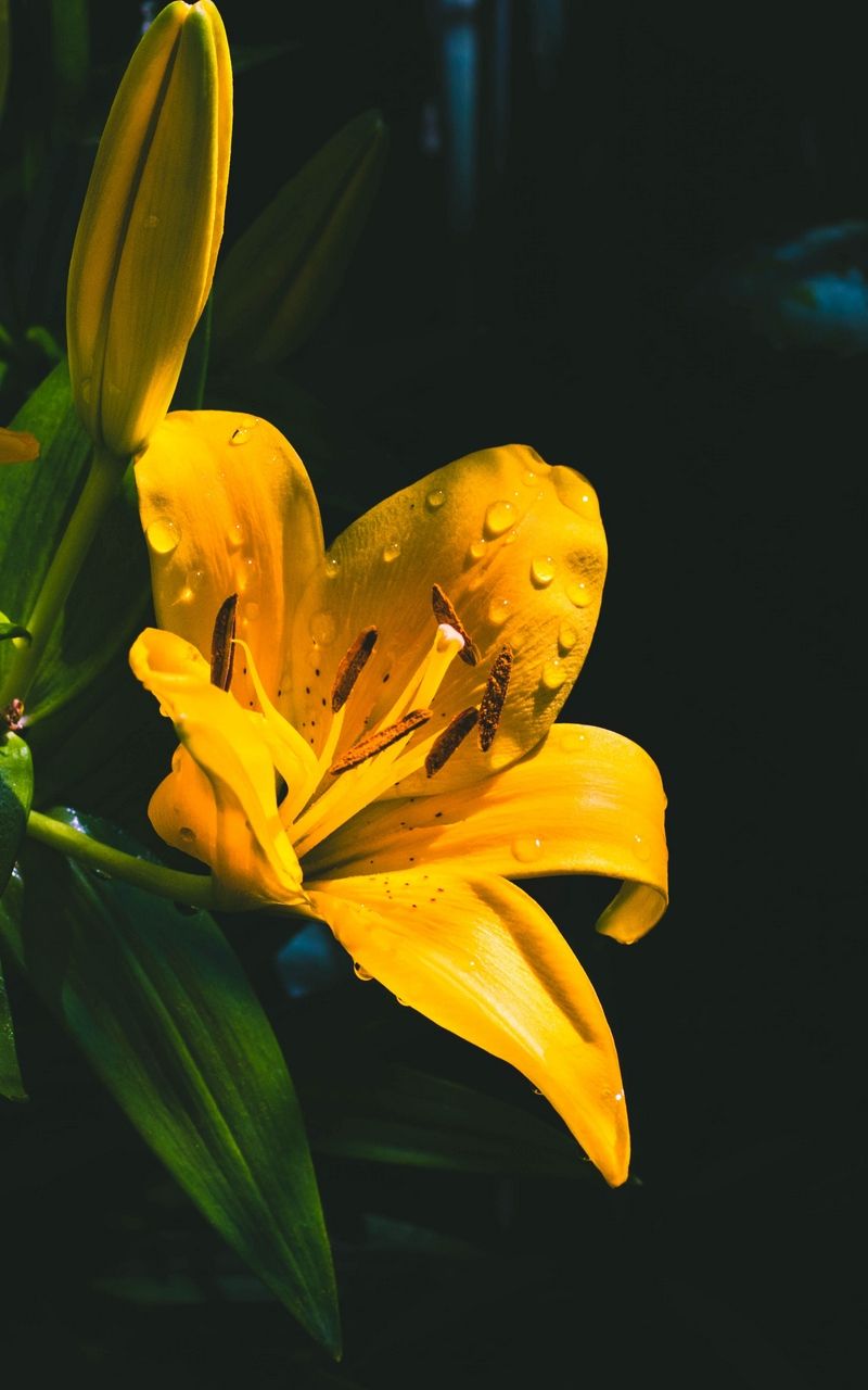 Wallpaper drops flower wet yellow lily