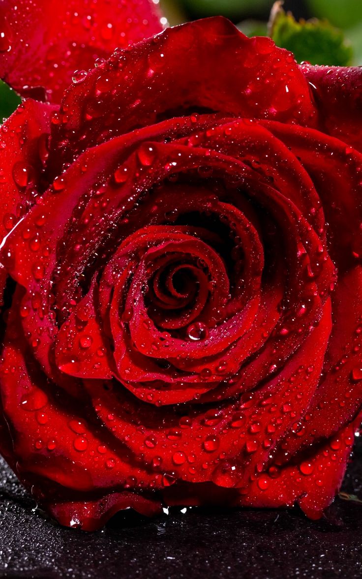Wallpaper drops petals red wet rose