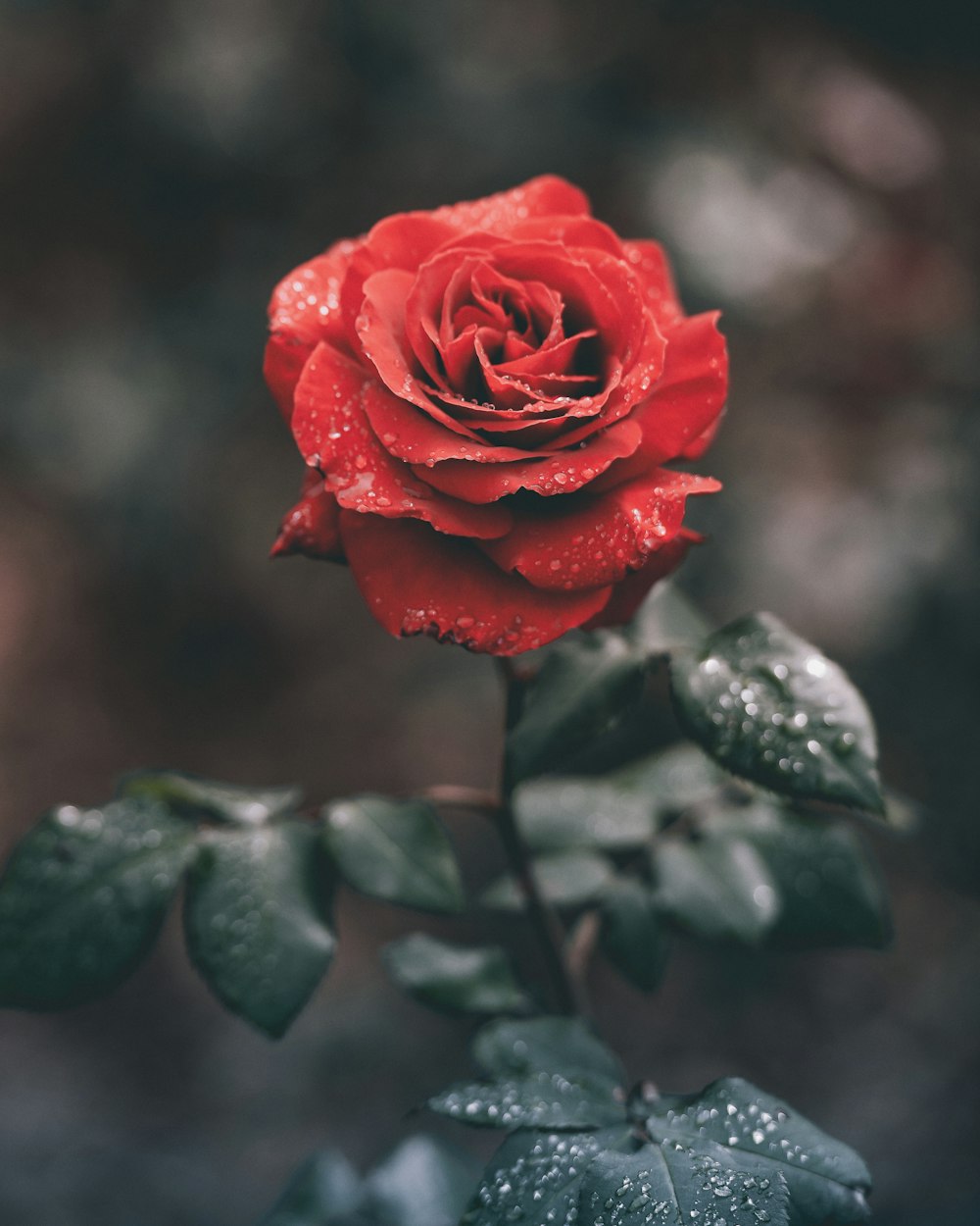Wet Rose Picture. Download Free