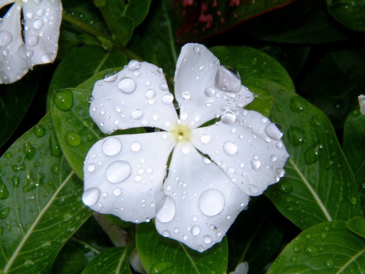 wet flower Free Photo Download