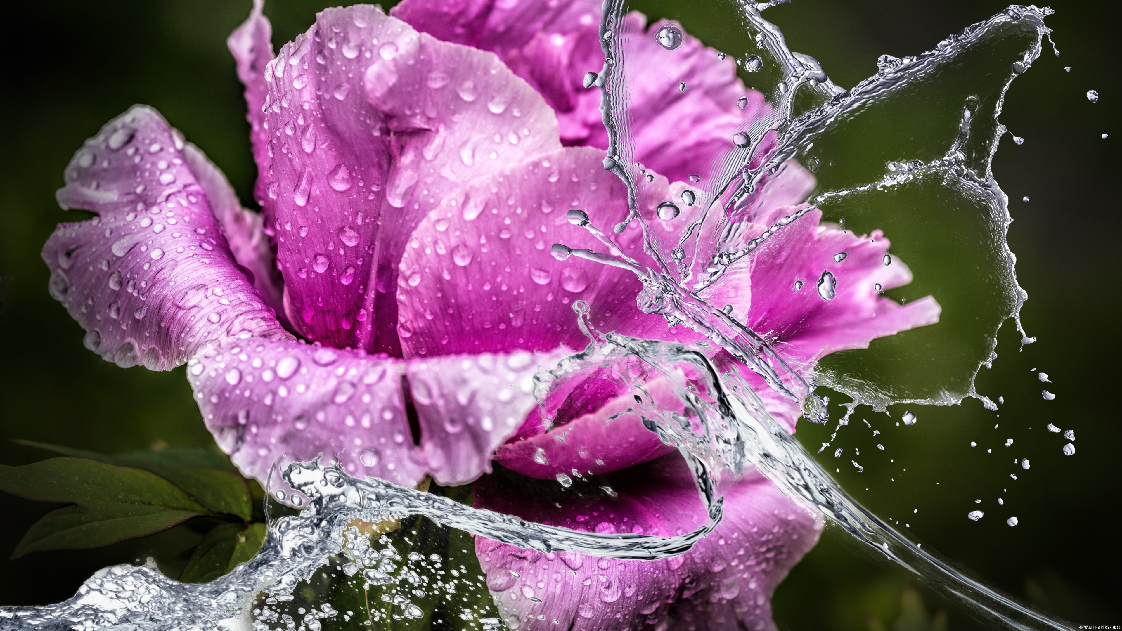 4K Wet Flower Wallpaper