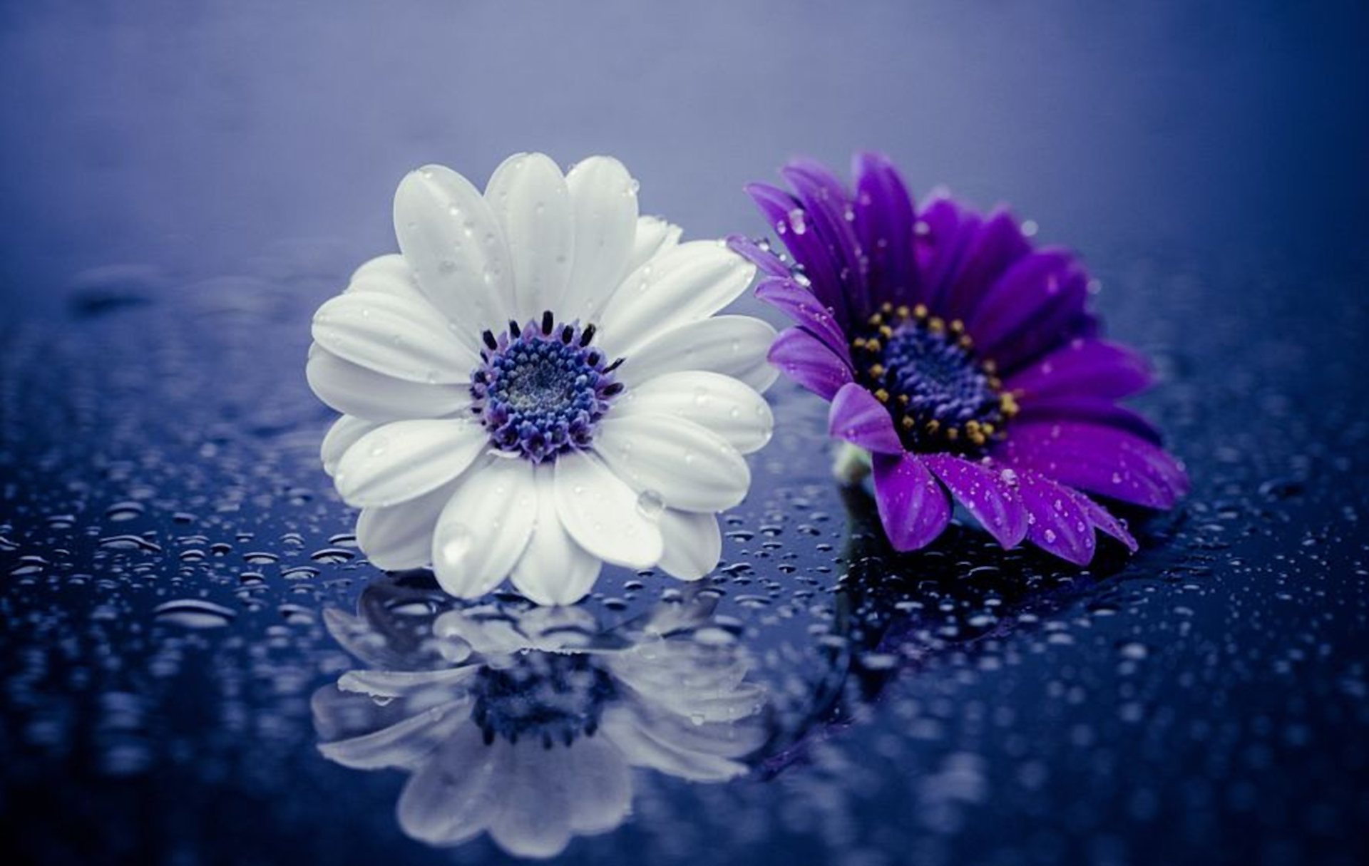 Wet Purple and White Daisies