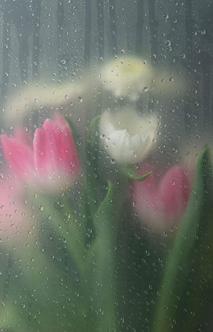 Floral Wallpaper Phone. Wet Flowers