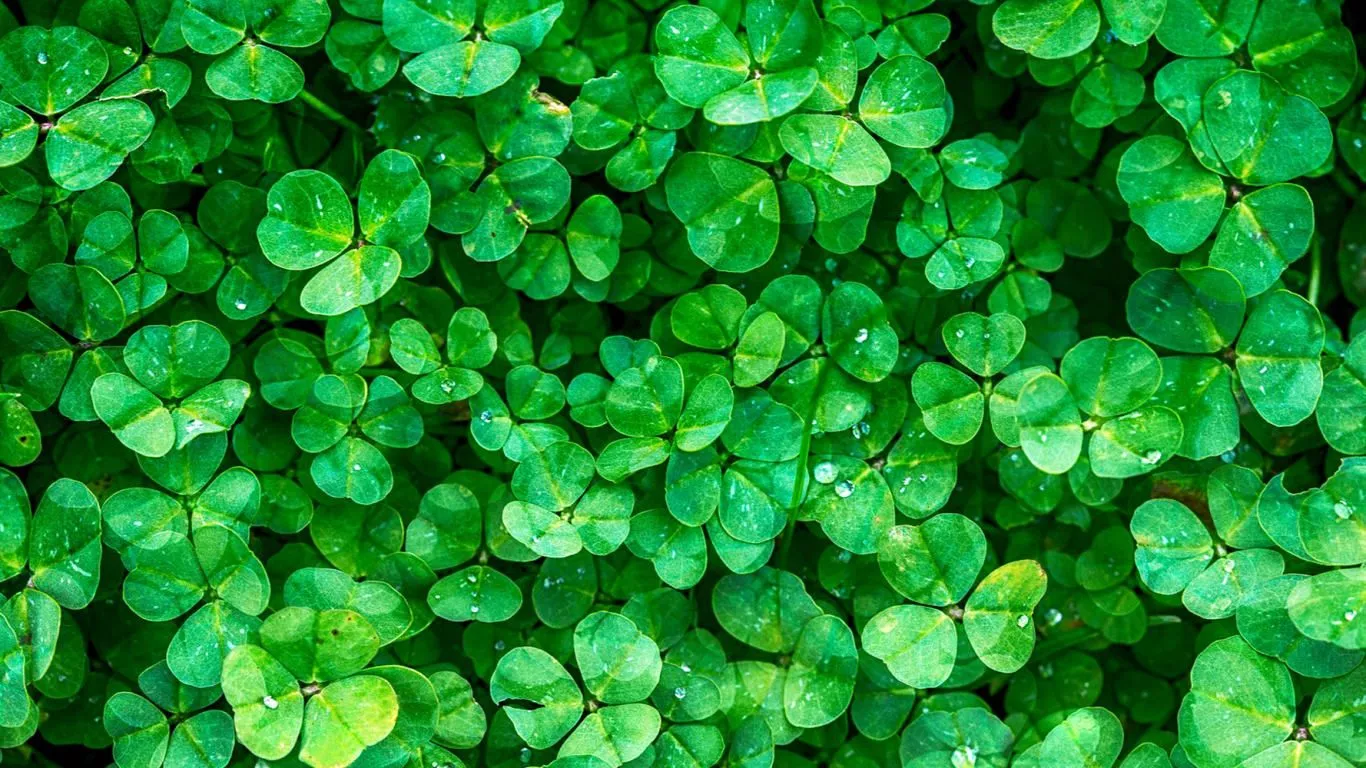 Places to Celebrate St. Patrick's Day