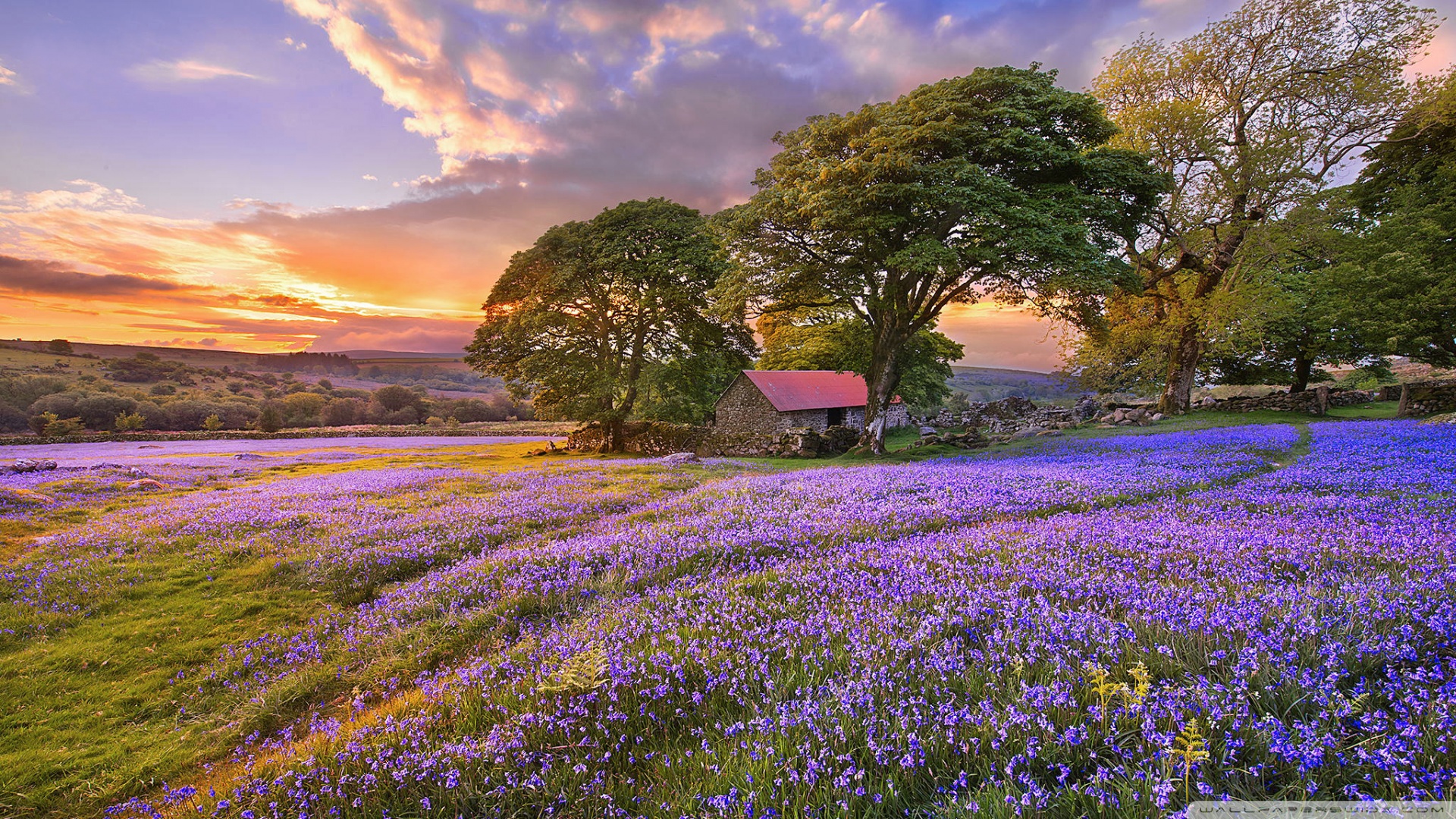 Spring, Nature, Flowers Ultra HD
