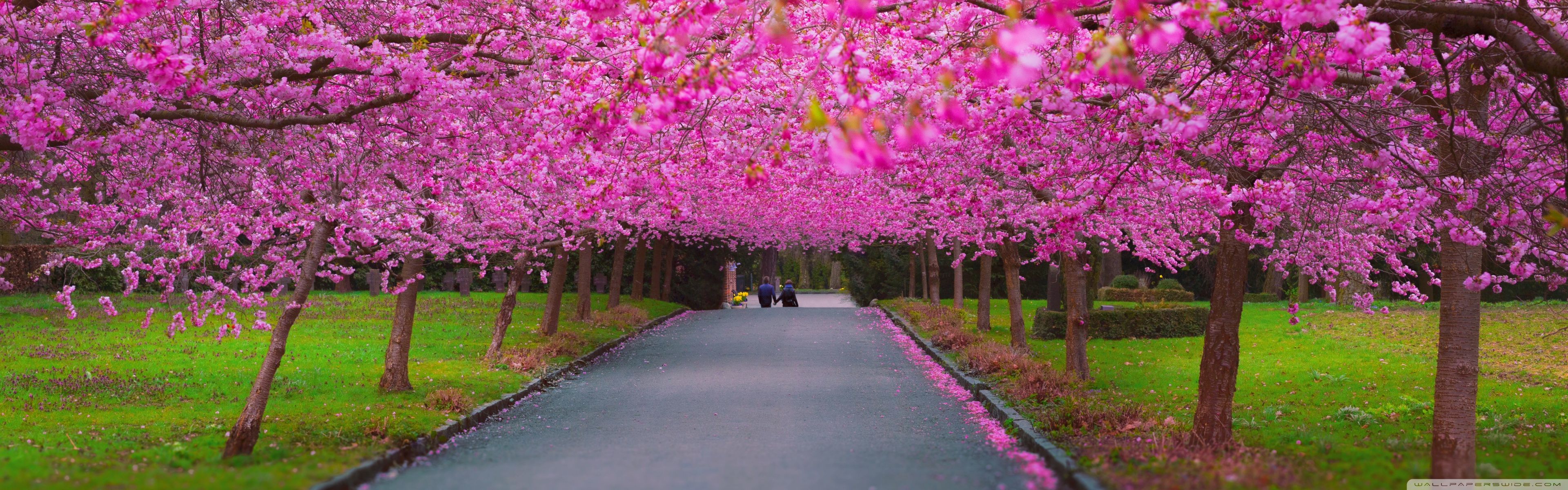 Ultra HD Desktop Background Wallpaper