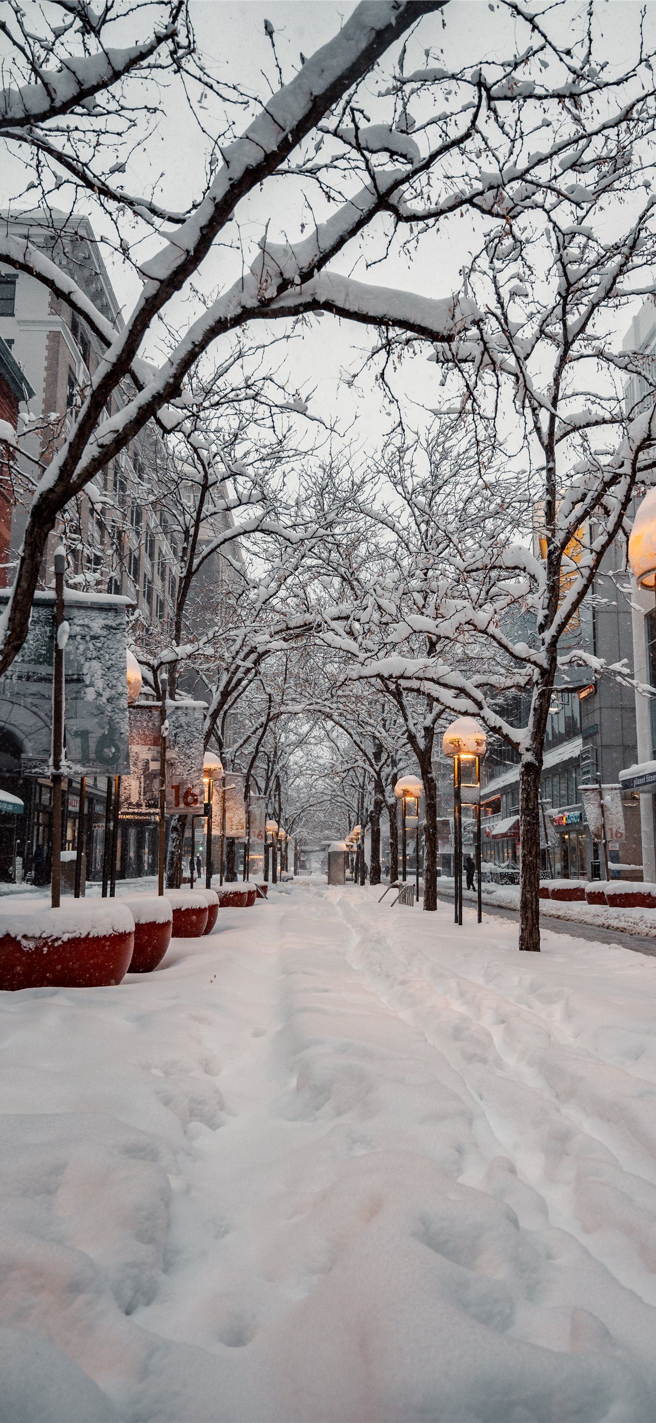 snow covered ground with bare trees