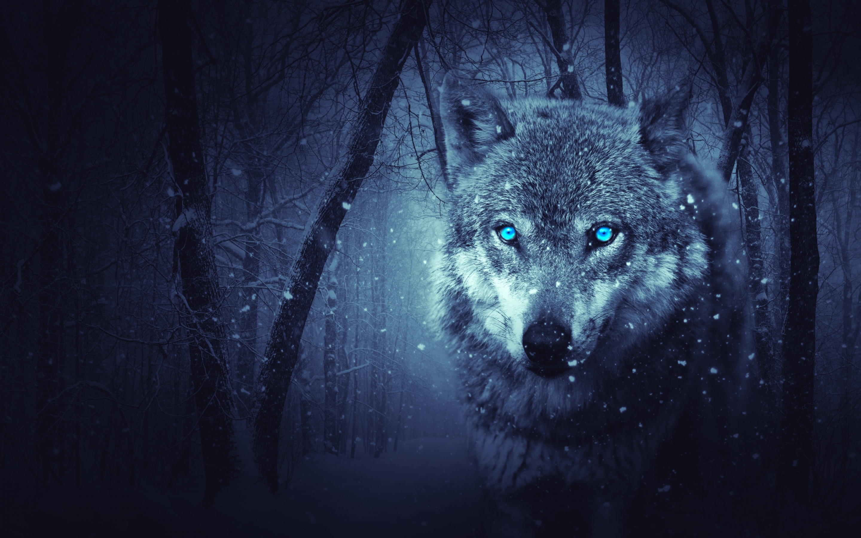 Wolf Wallpaper 4K, Blue eyes, Snowfall