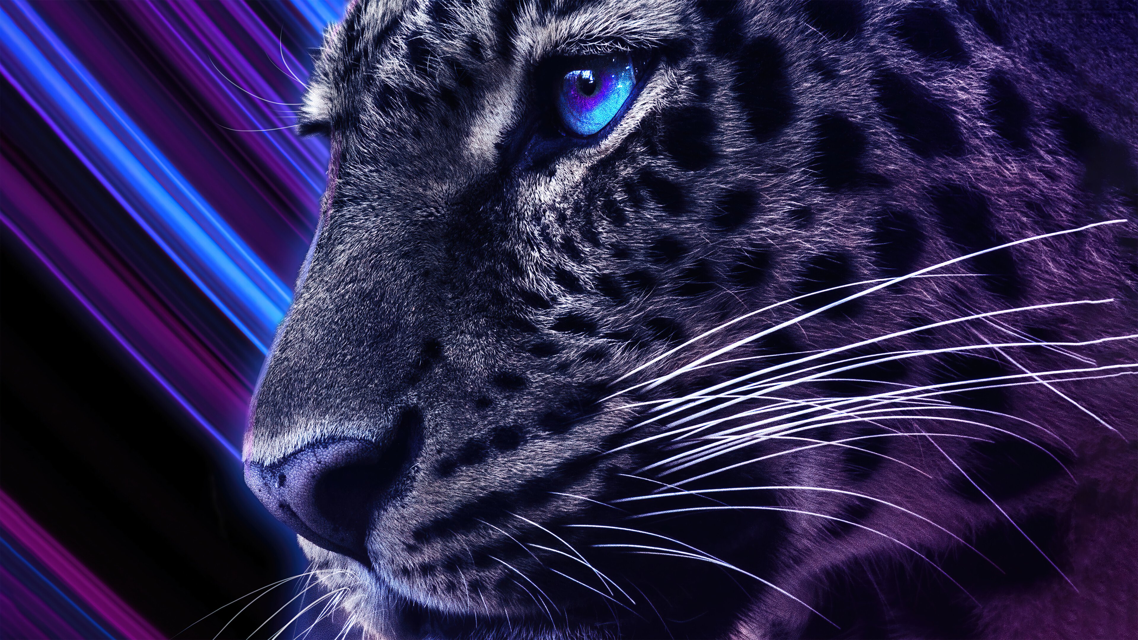Cheetah blue eyes Wallpaper 4k HD