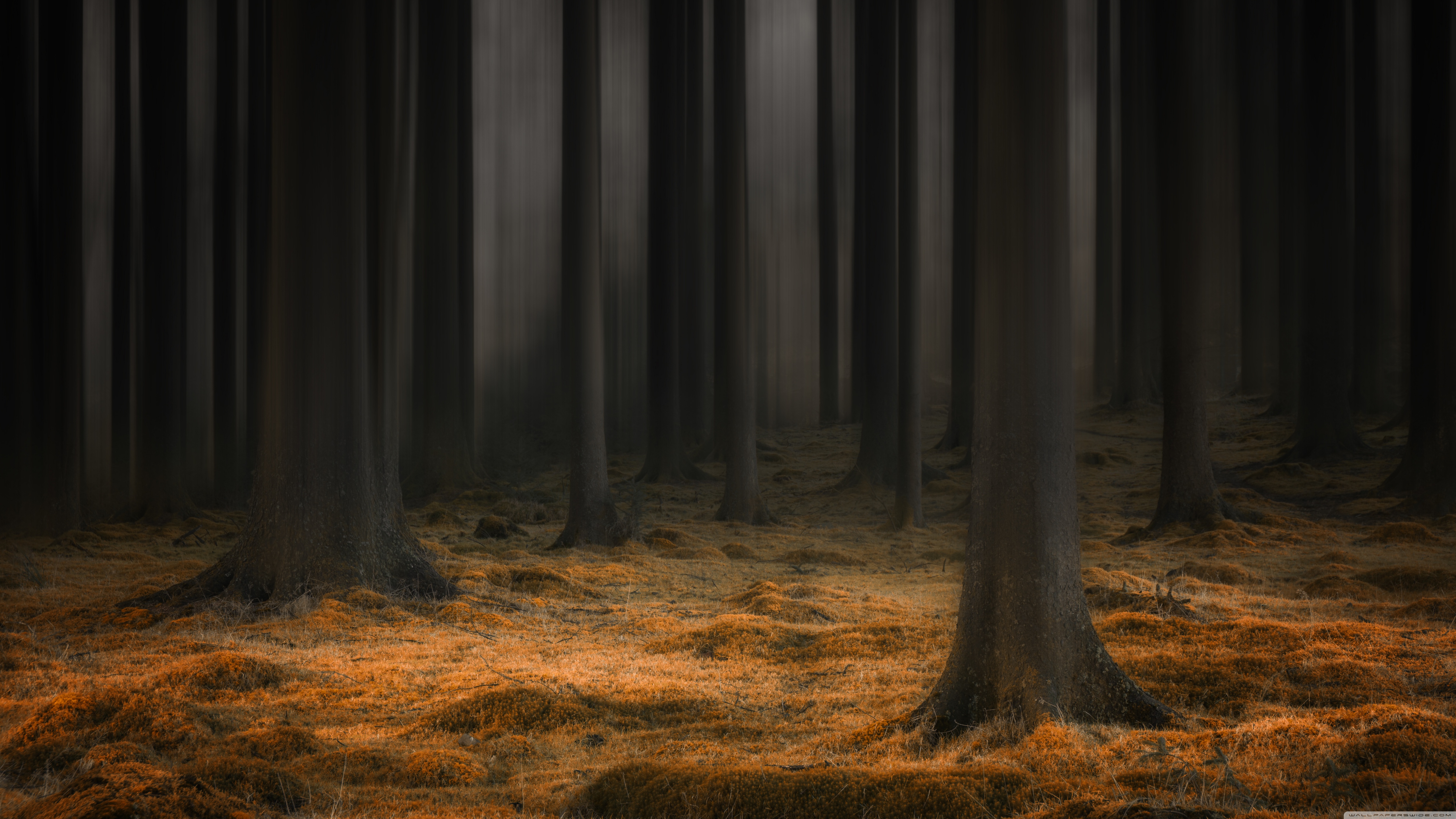 Desktop Background Wallpaper