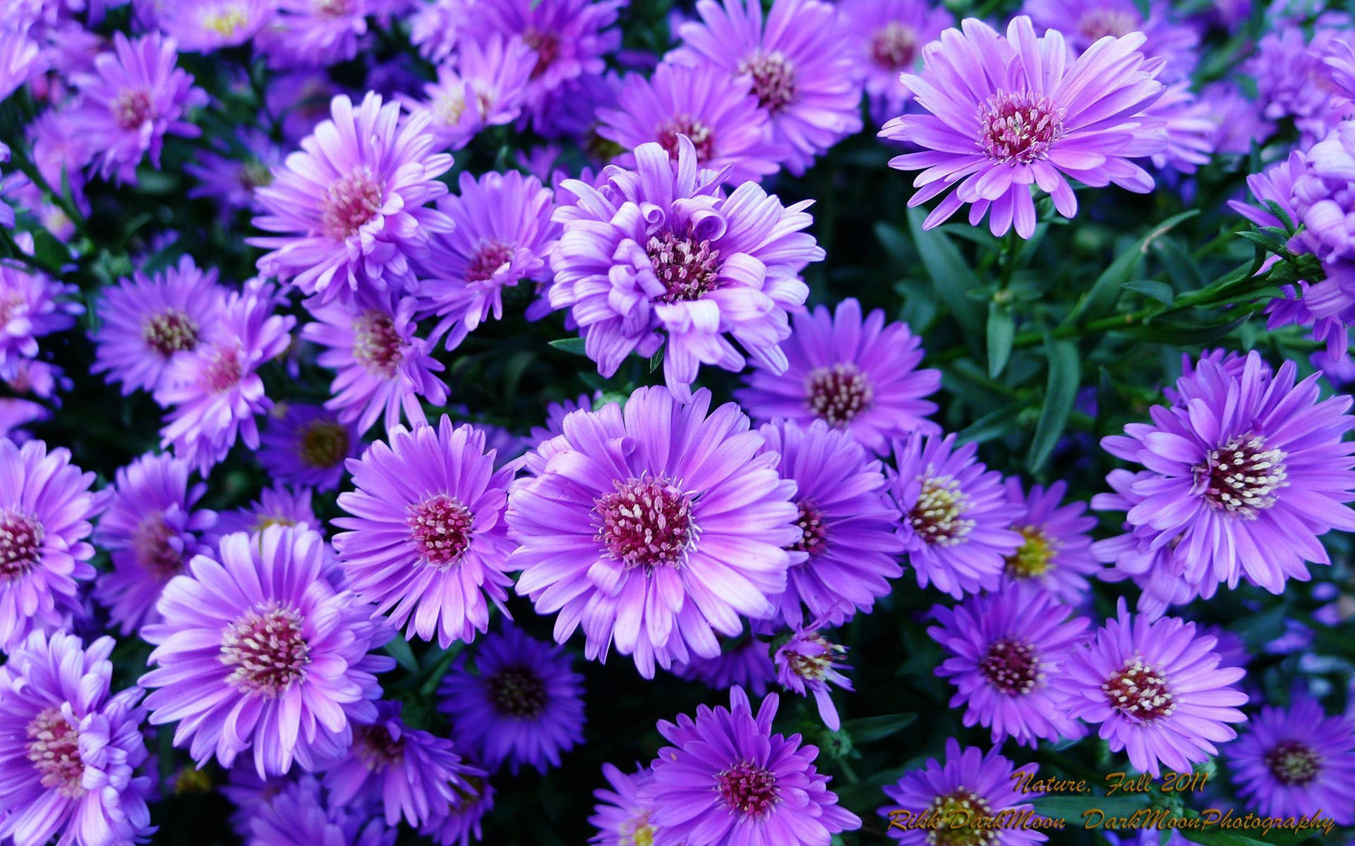 Trendy Purple Flower Laptop Wallpaper