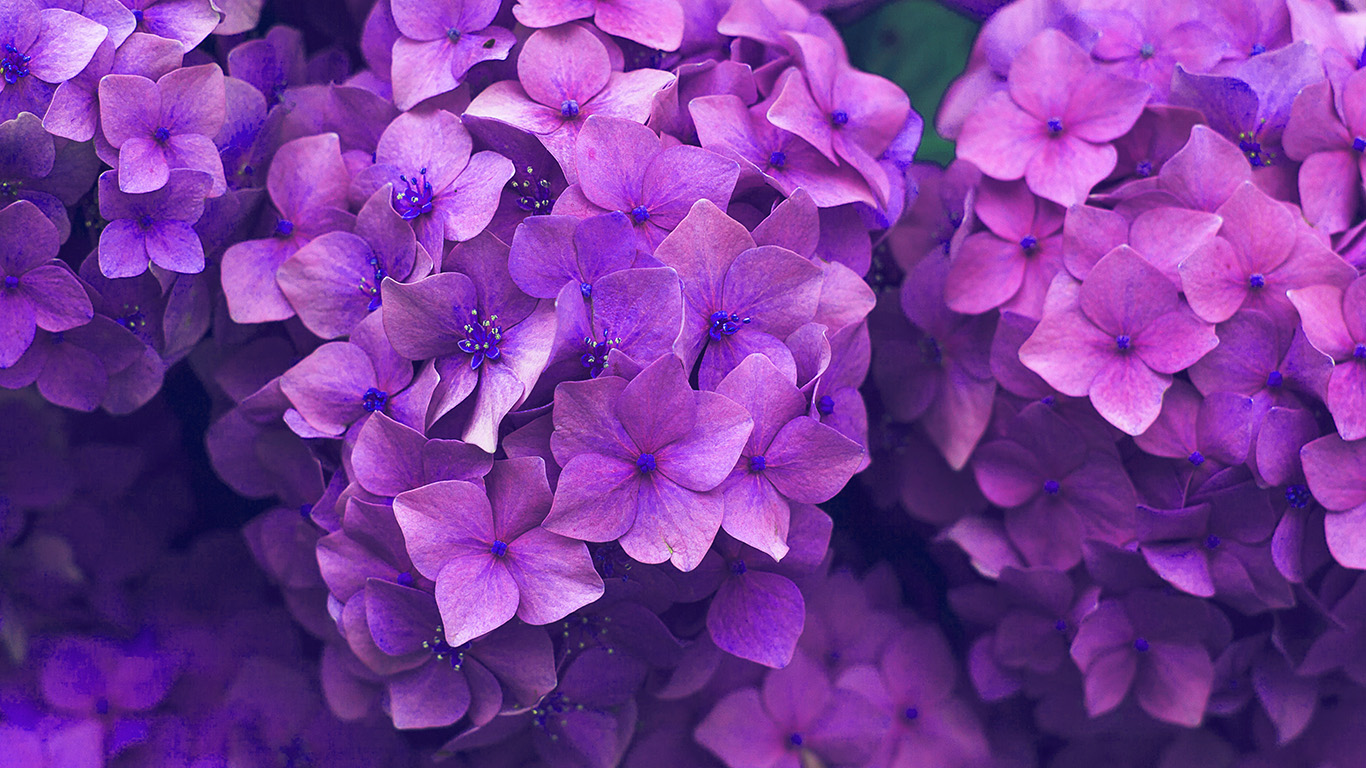 Flower Spring Pink Purple Nature