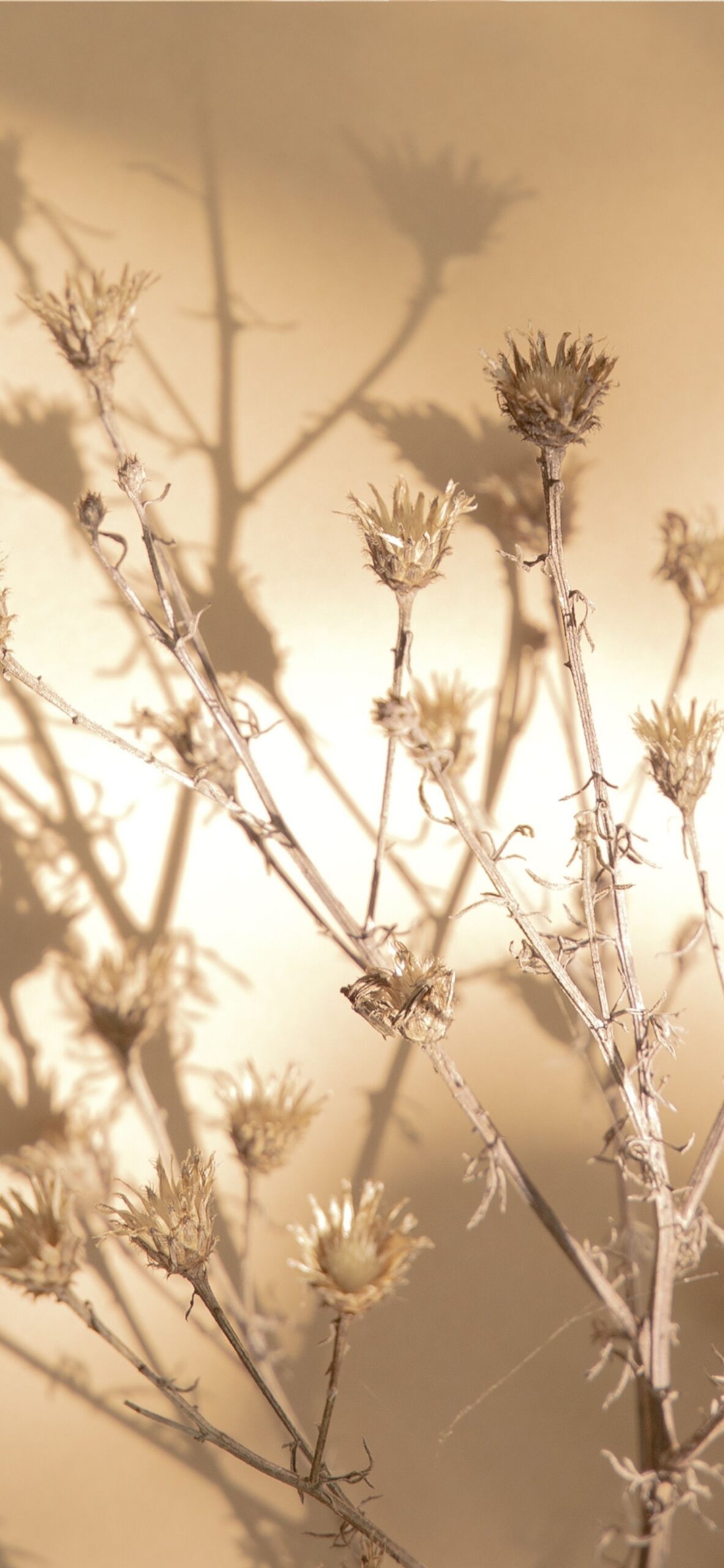 Beige Aesthetic Wallpaper. Pretty